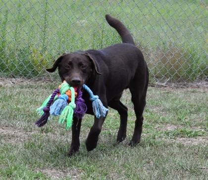 Enlarge King, a ADOPTABLE mixed breed in Inverness, FL image 3/3