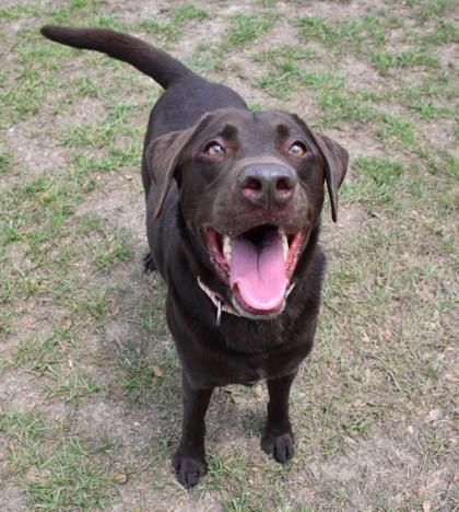 King, ADOPTABLE, Adult Male Black Labrador Retriever & Weimaraner.