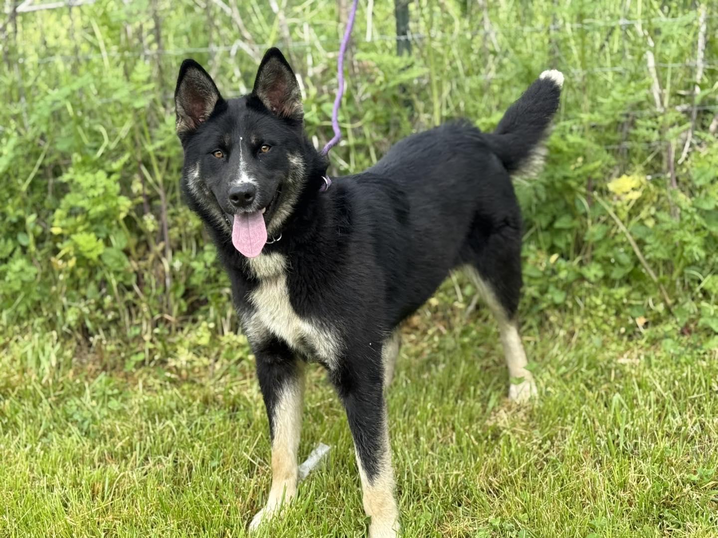 Enlarge Aries, a Adoptable mixed breed in Winchester, IN image 1/1