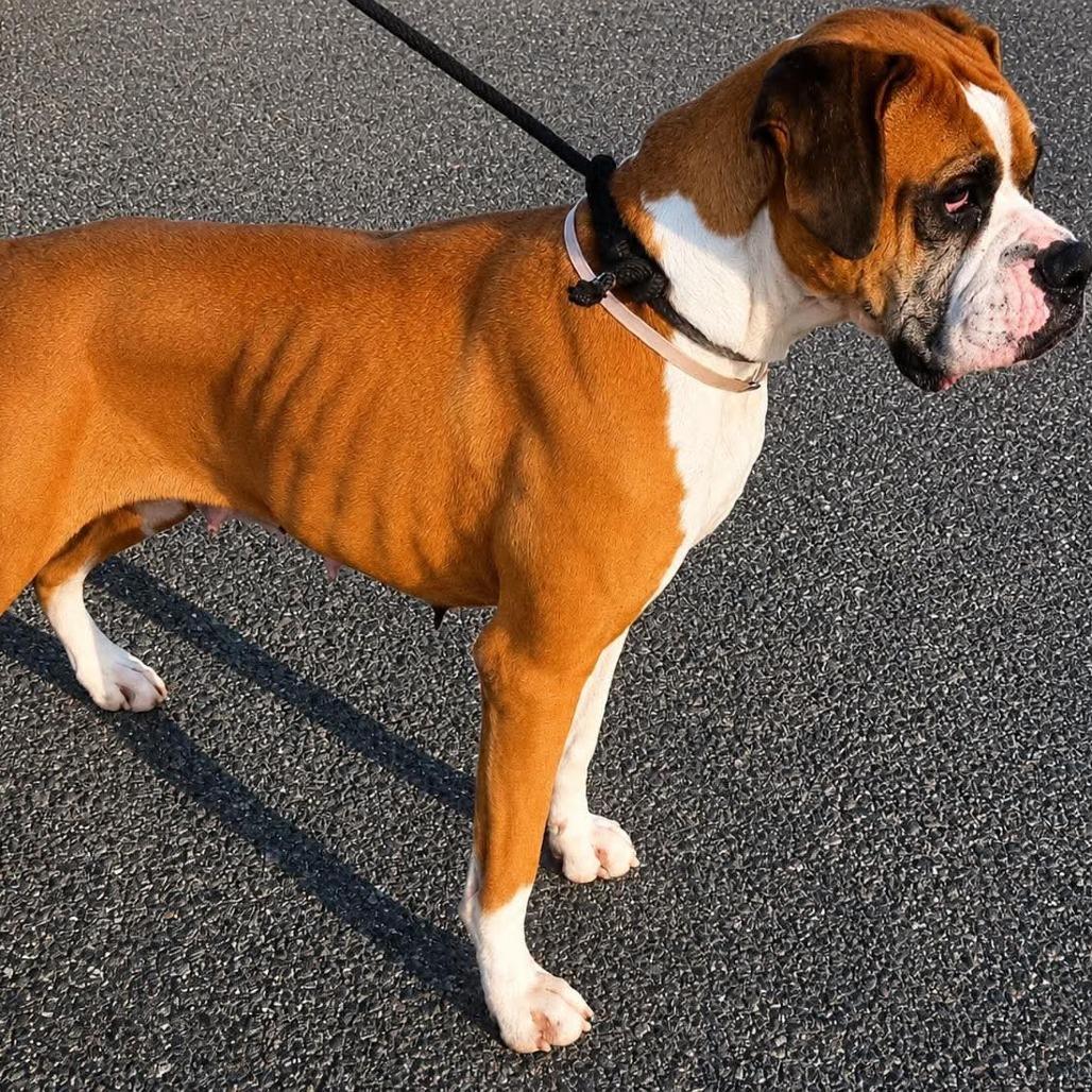 Claire (Cuca), Adoptable, Adult Female Boxer.