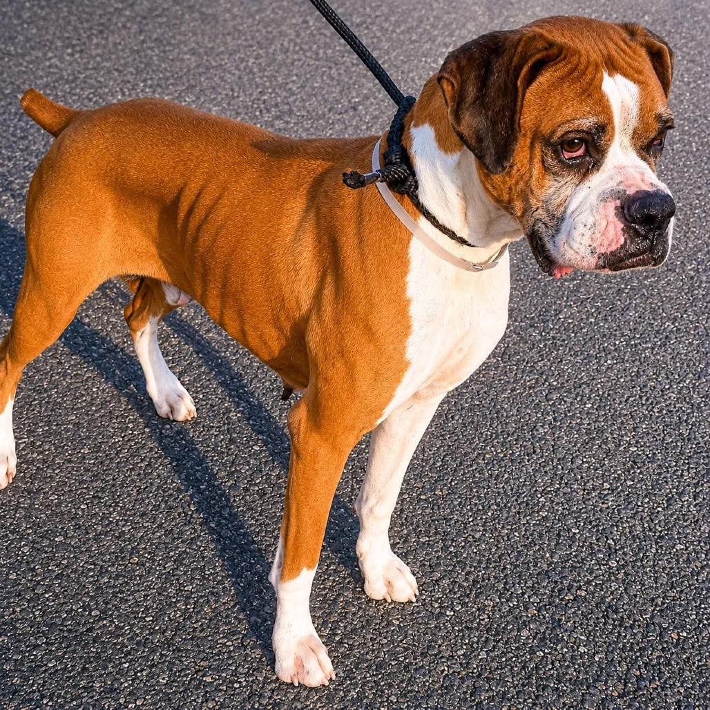 Enlarge Claire (Cuca), a Adoptable Boxer in McMinnville, OR image 2/3