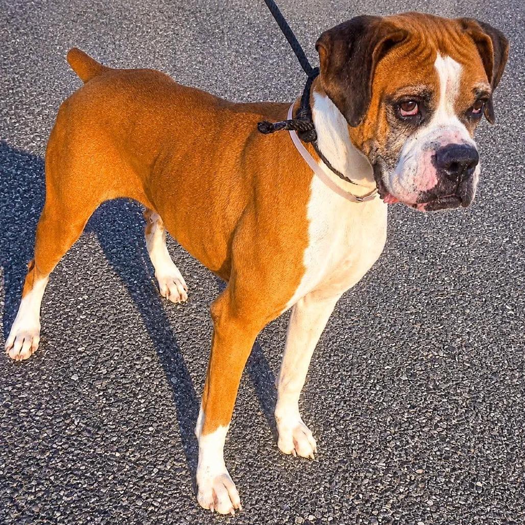 Enlarge Claire (Cuca), a Adoptable Boxer in McMinnville, OR image 3/3