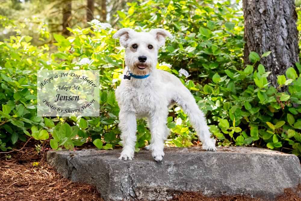 JENSEN, an adopted Schnauzer in Shelton, WA image 4/6