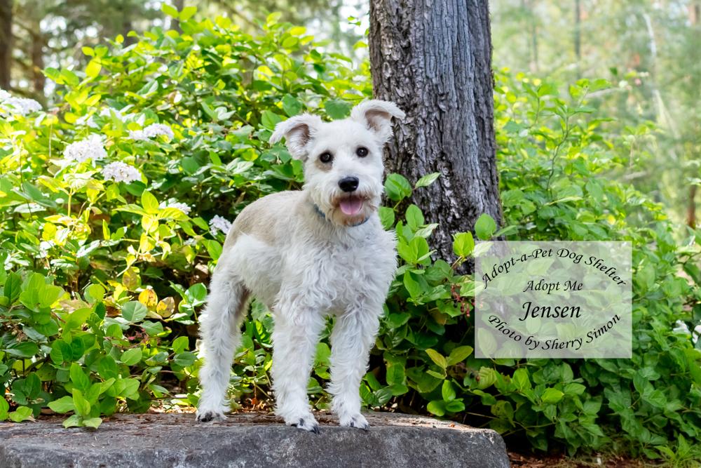JENSEN, an adopted Schnauzer in Shelton, WA image 6/6
