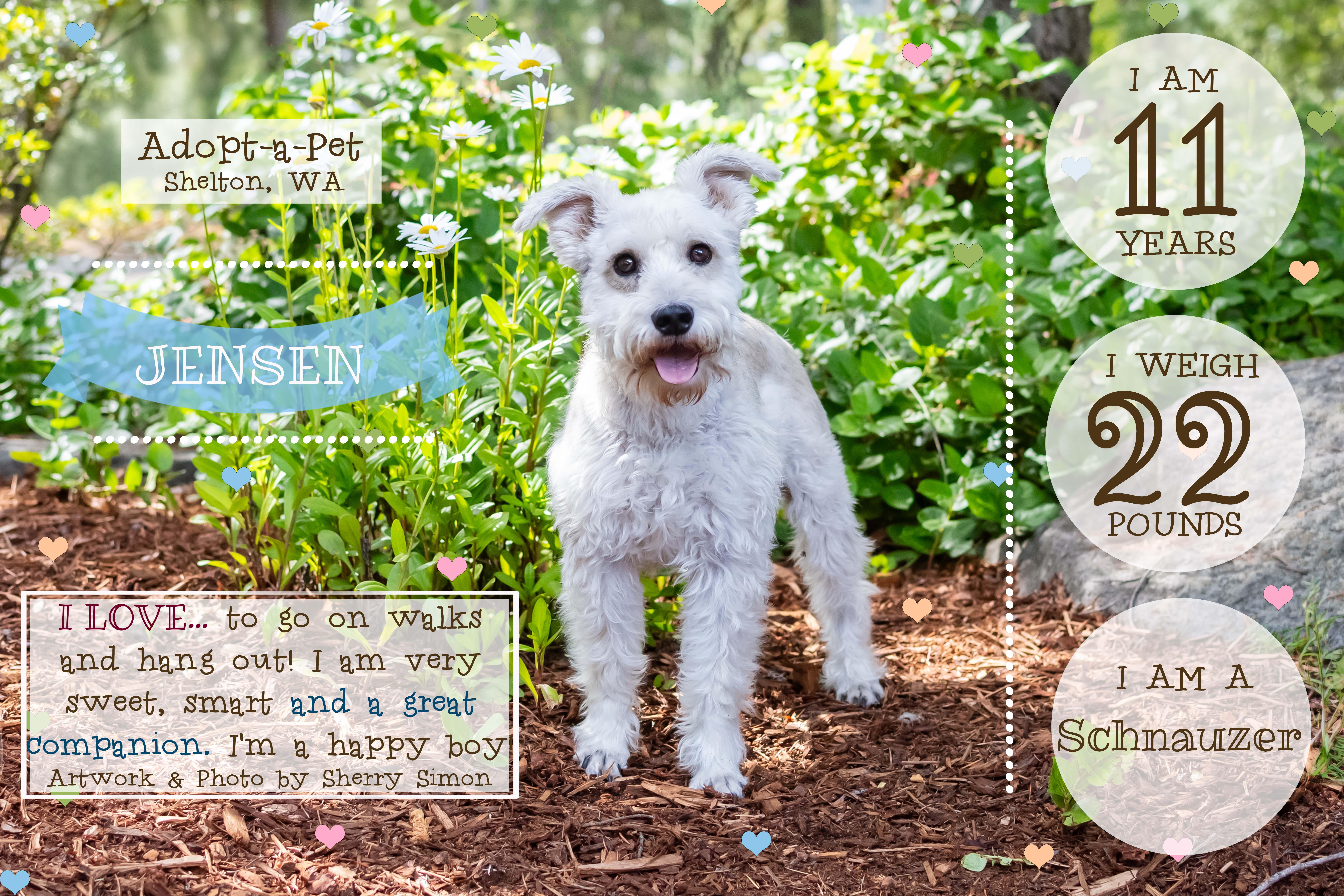 JENSEN, an adopted Schnauzer in Shelton, WA image 2/6