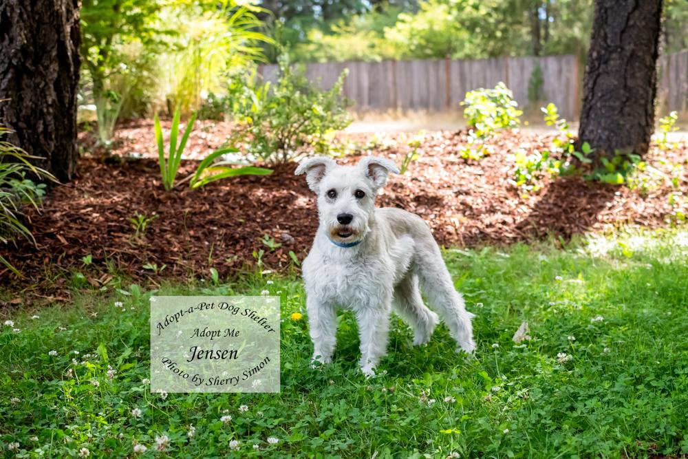 JENSEN, an adopted Schnauzer in Shelton, WA image 5/6