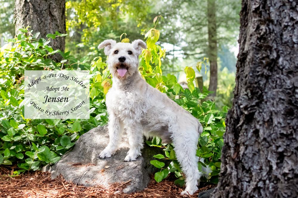 JENSEN, an adopted Schnauzer in Shelton, WA image 3/6