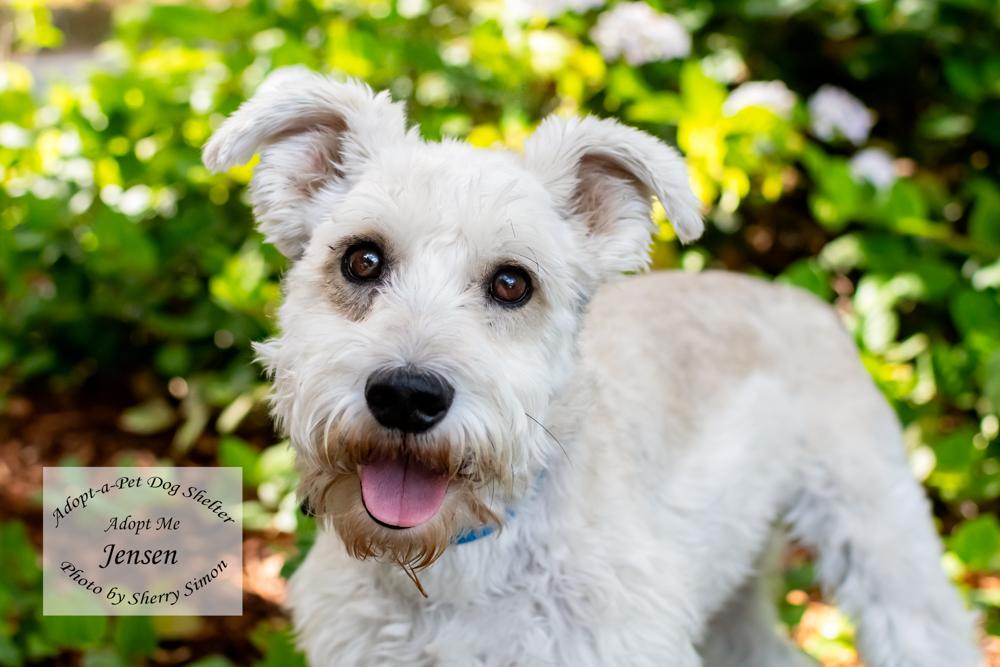 JENSEN, adopted, Senior Male Schnauzer.
