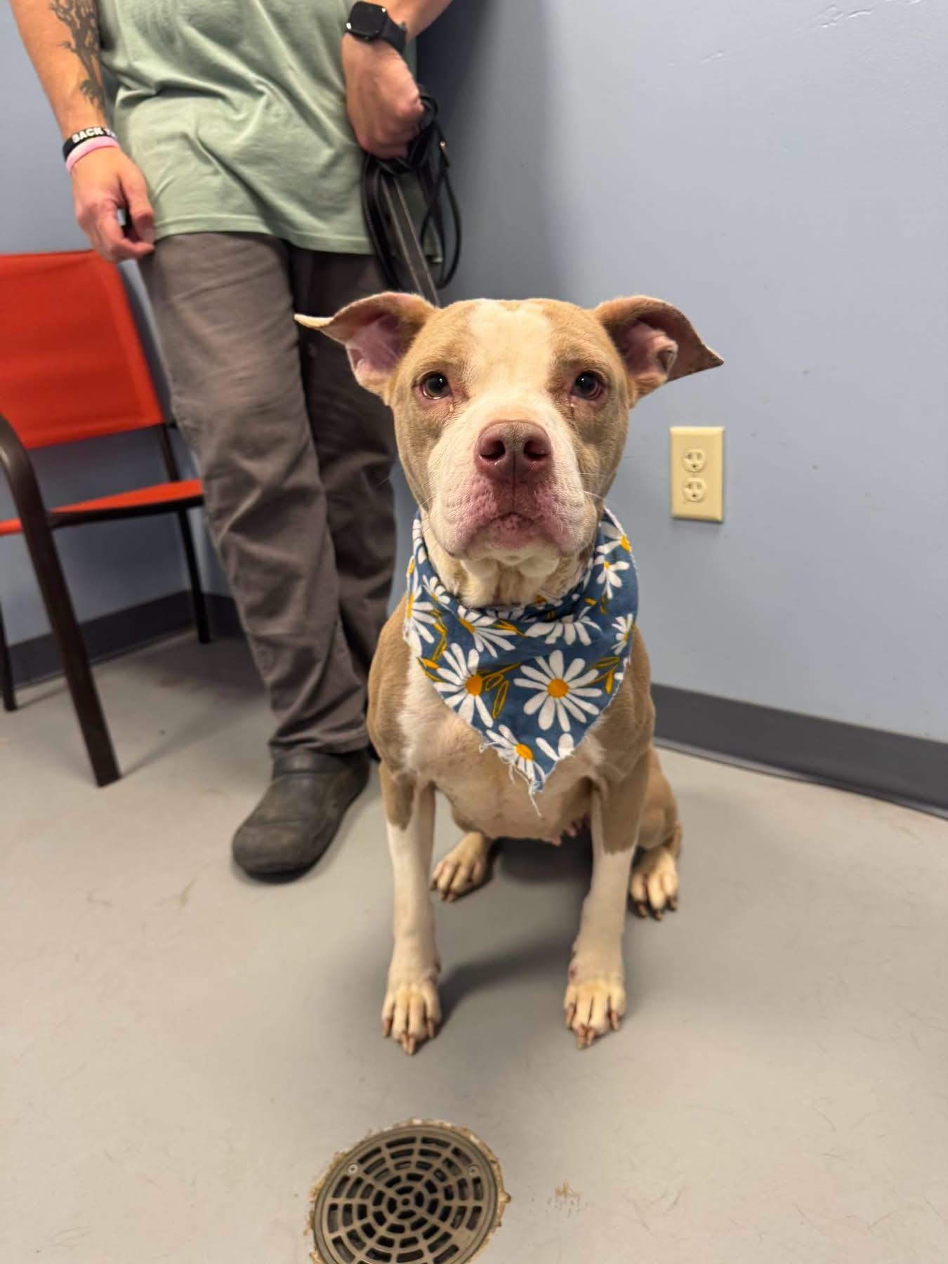 Sandy, ADOPTABLE, Young Female Terrier.