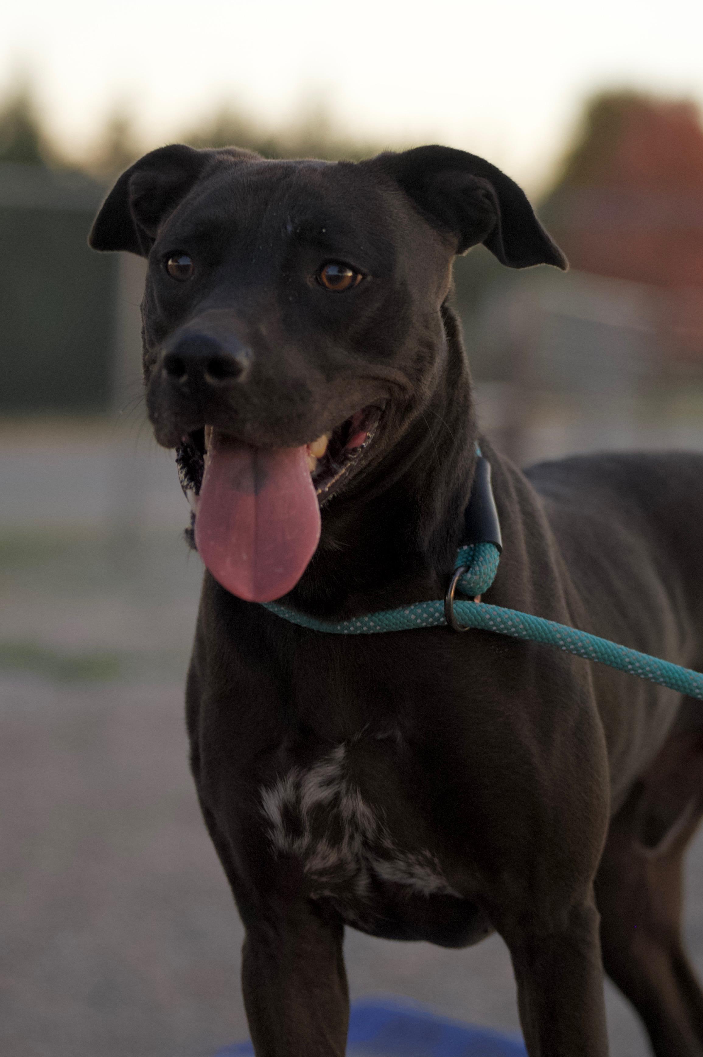 Enlarge Apollo, a Adoptable mixed breed in Hiawatha, KS image 3/6