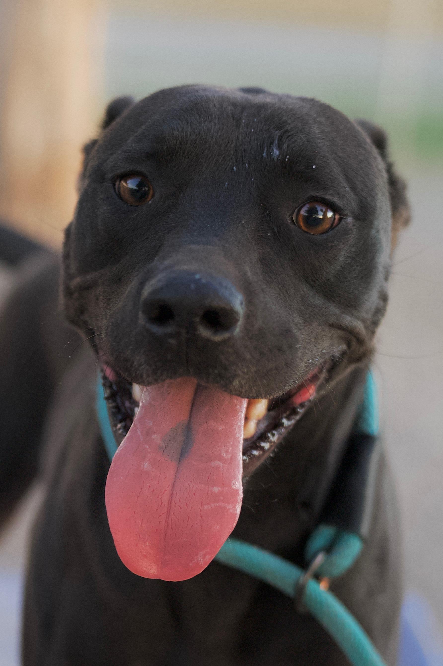 Enlarge Apollo, a Adoptable mixed breed in Hiawatha, KS image 4/6