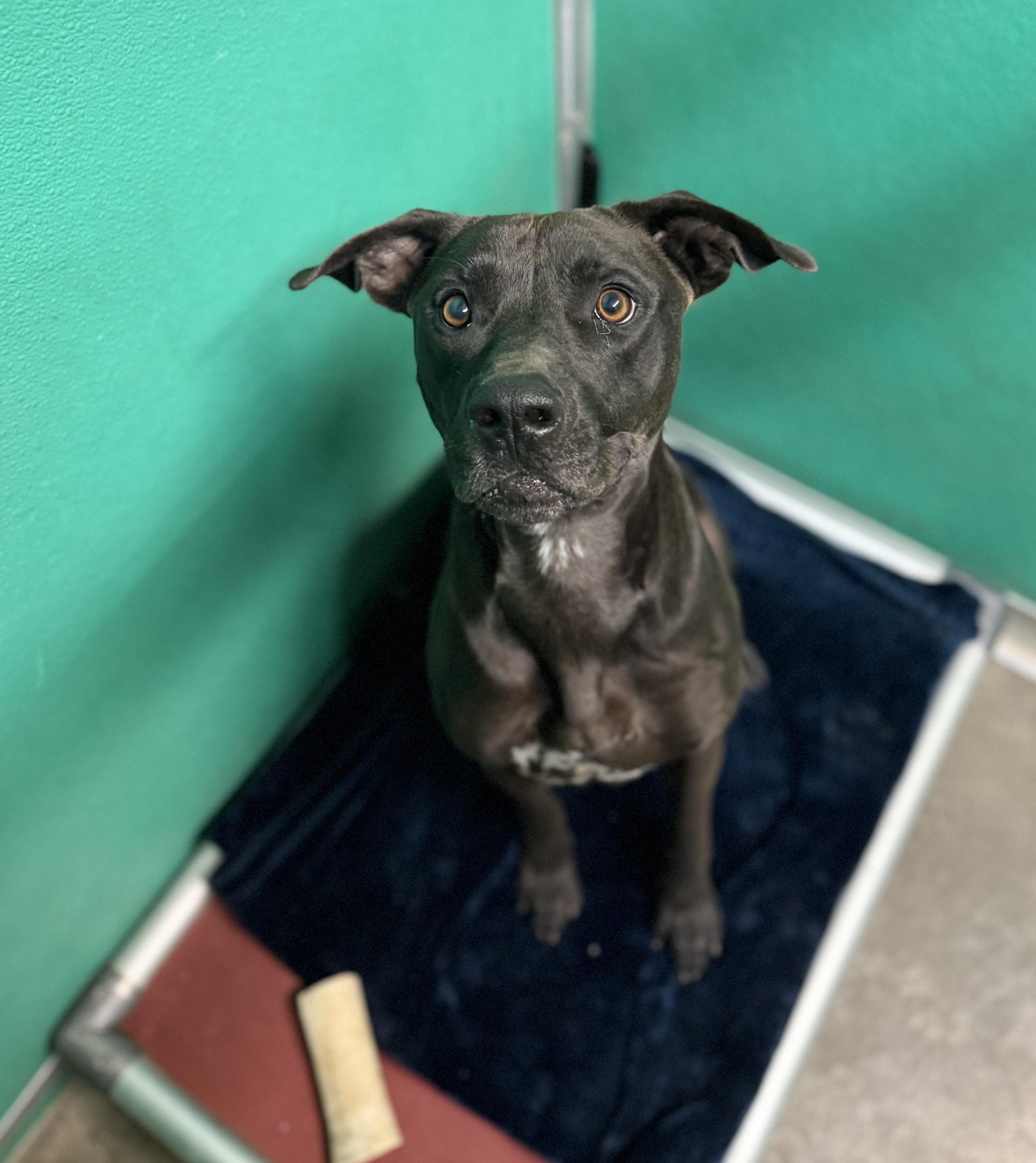 Enlarge Apollo, a Adoptable mixed breed in Hiawatha, KS image 6/6