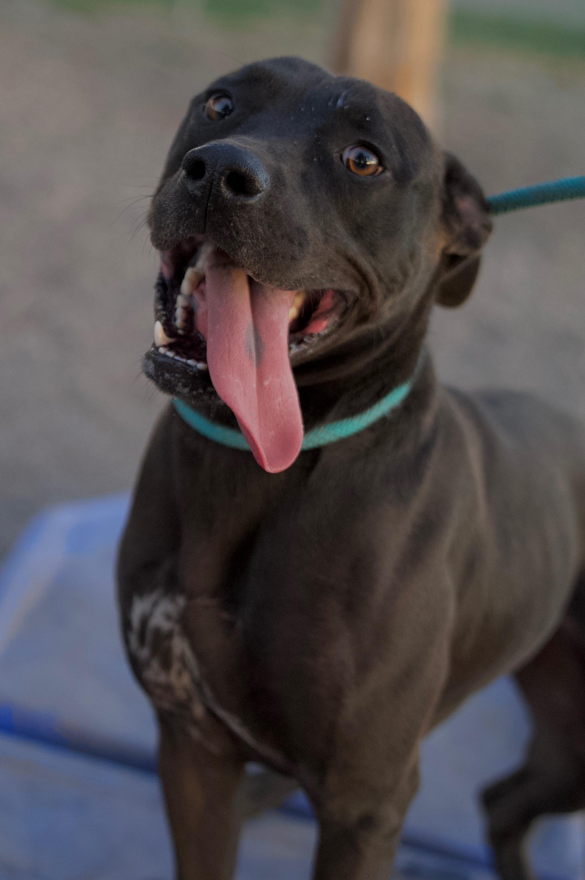 Enlarge Apollo, a Adoptable mixed breed in Hiawatha, KS image 2/6