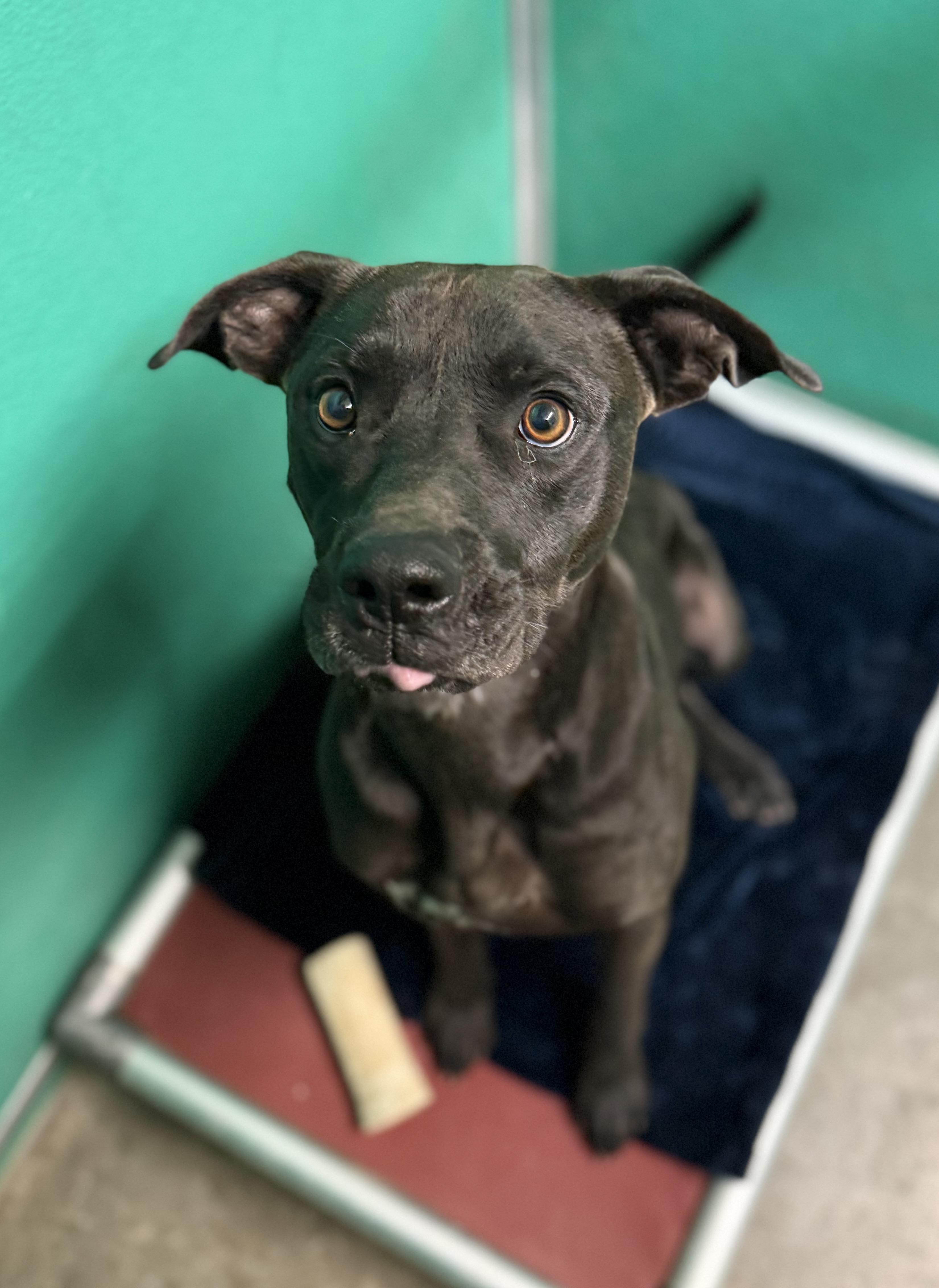 Enlarge Apollo, a Adoptable mixed breed in Hiawatha, KS image 5/6