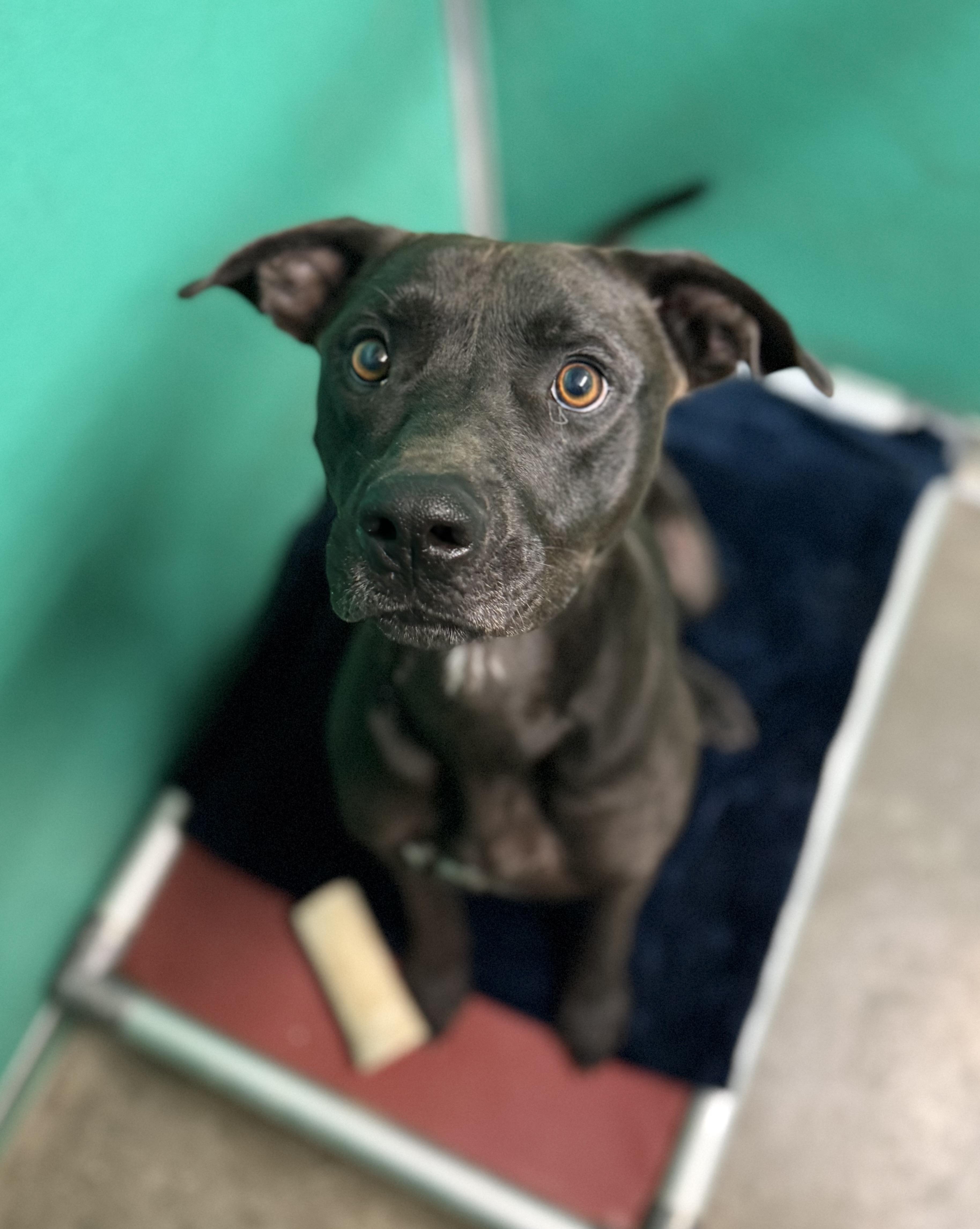 Apollo, Adoptable, Young Male Black Labrador Retriever & American Staffordshire Terrier.