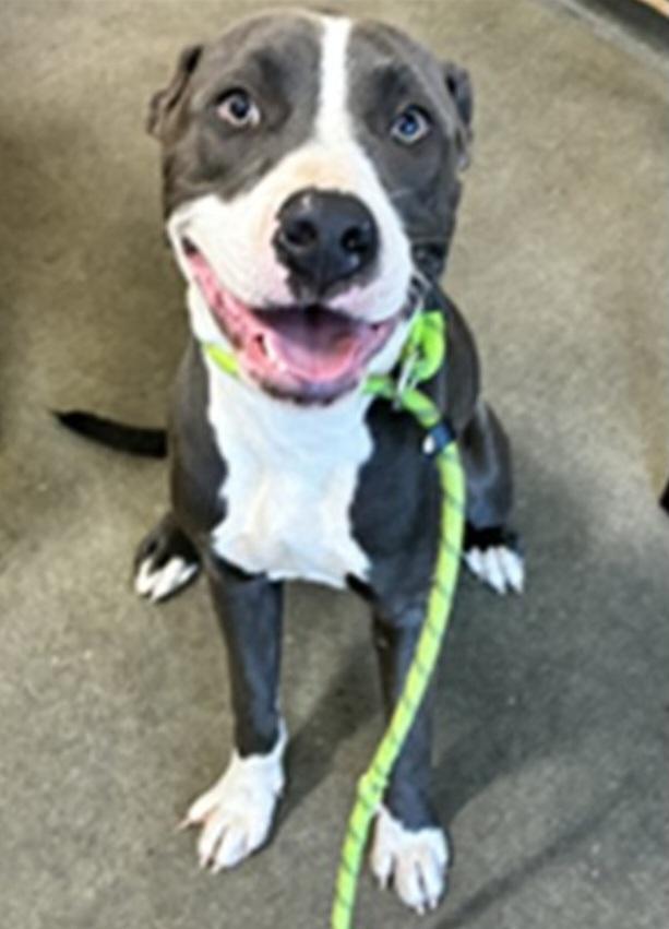 Enlarge FOSTER URGENTLY NEEDED, a Adoptable mixed breed in Hedgesville, WV image 1/1