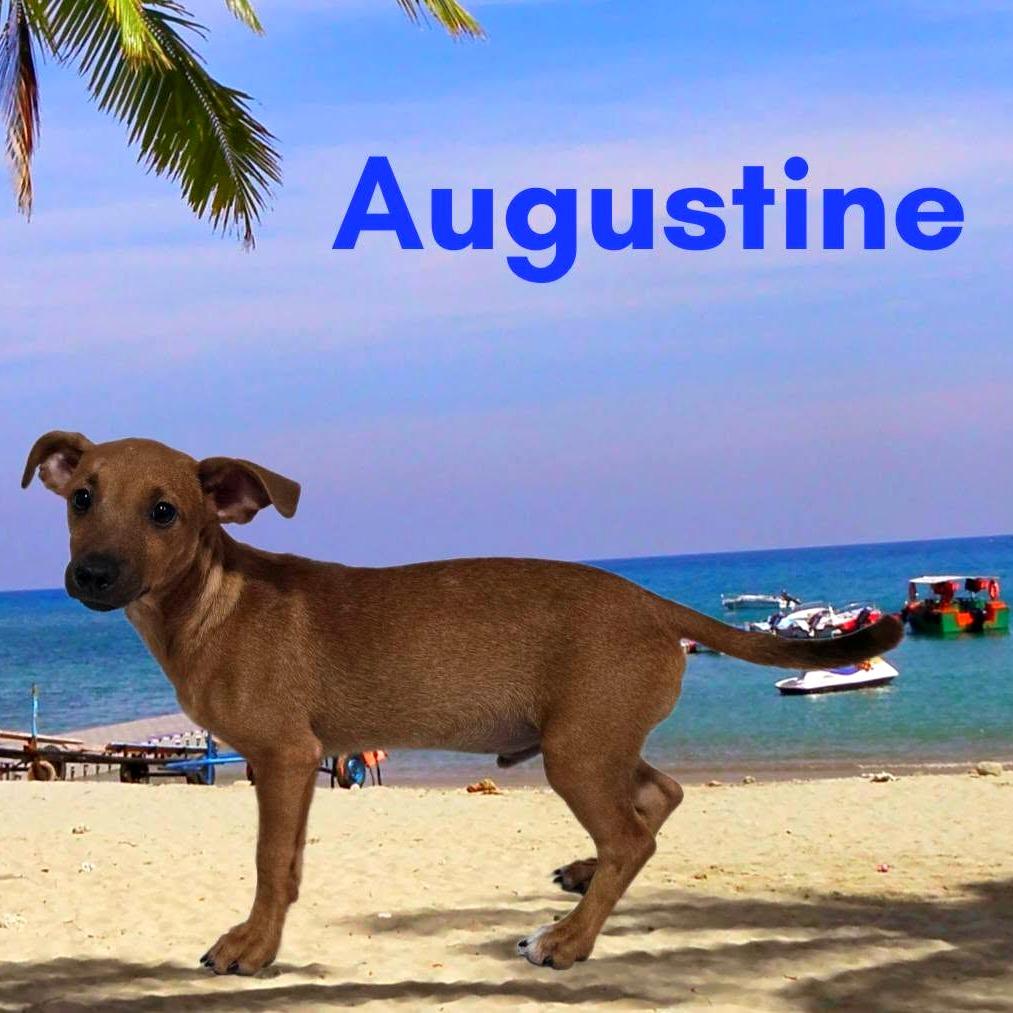 Augustine, Adoptable, Puppy Male Mixed Breed.