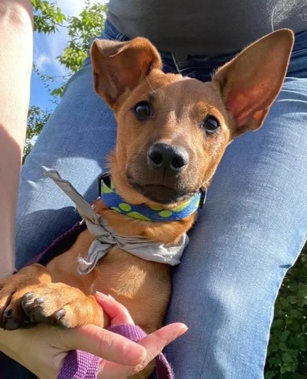 Augustine, Adoptable, Young Male Mixed Breed.