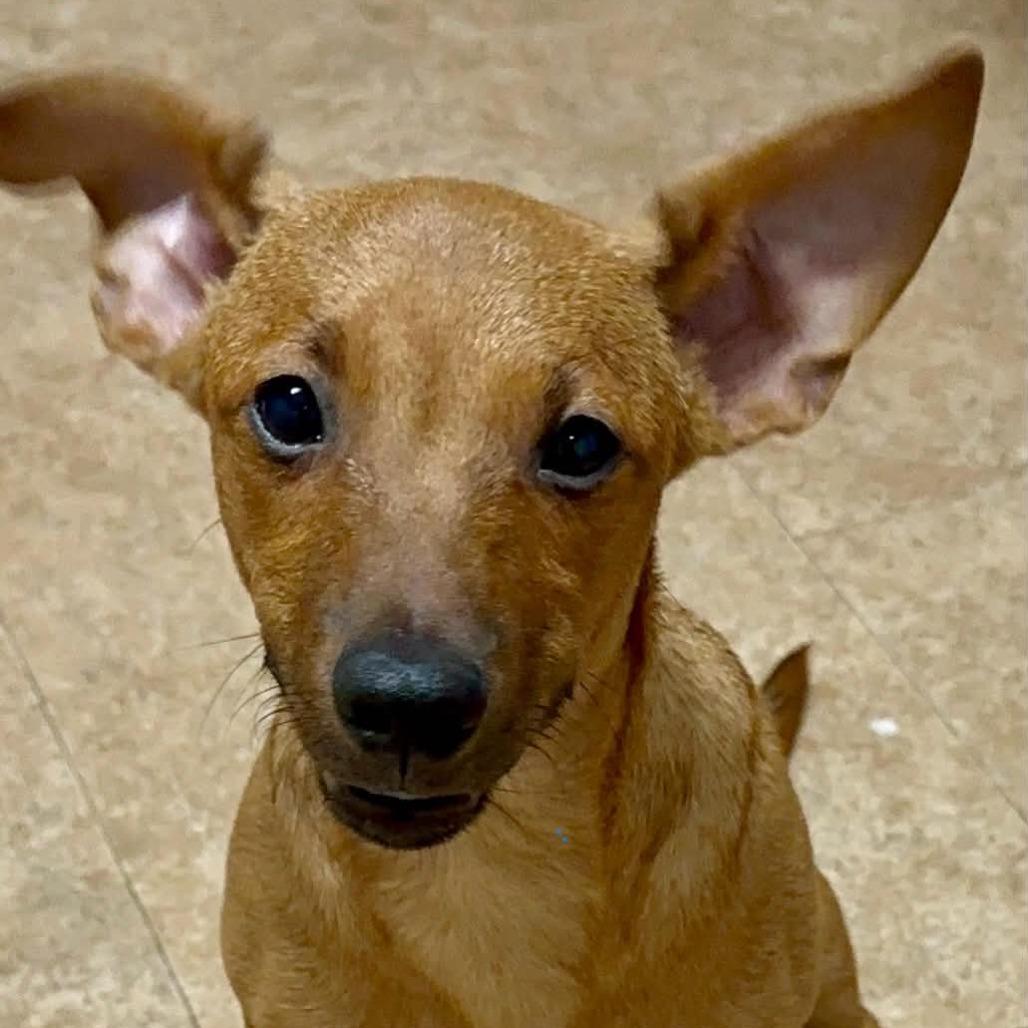 Augustine, a Adoptable Mixed Breed in Joliet, IL image 2/2