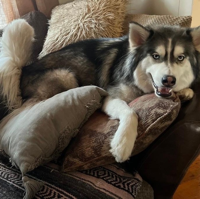 Enlarge Bandit, a Adoptable Siberian Husky in Saluda, VA image 5/5