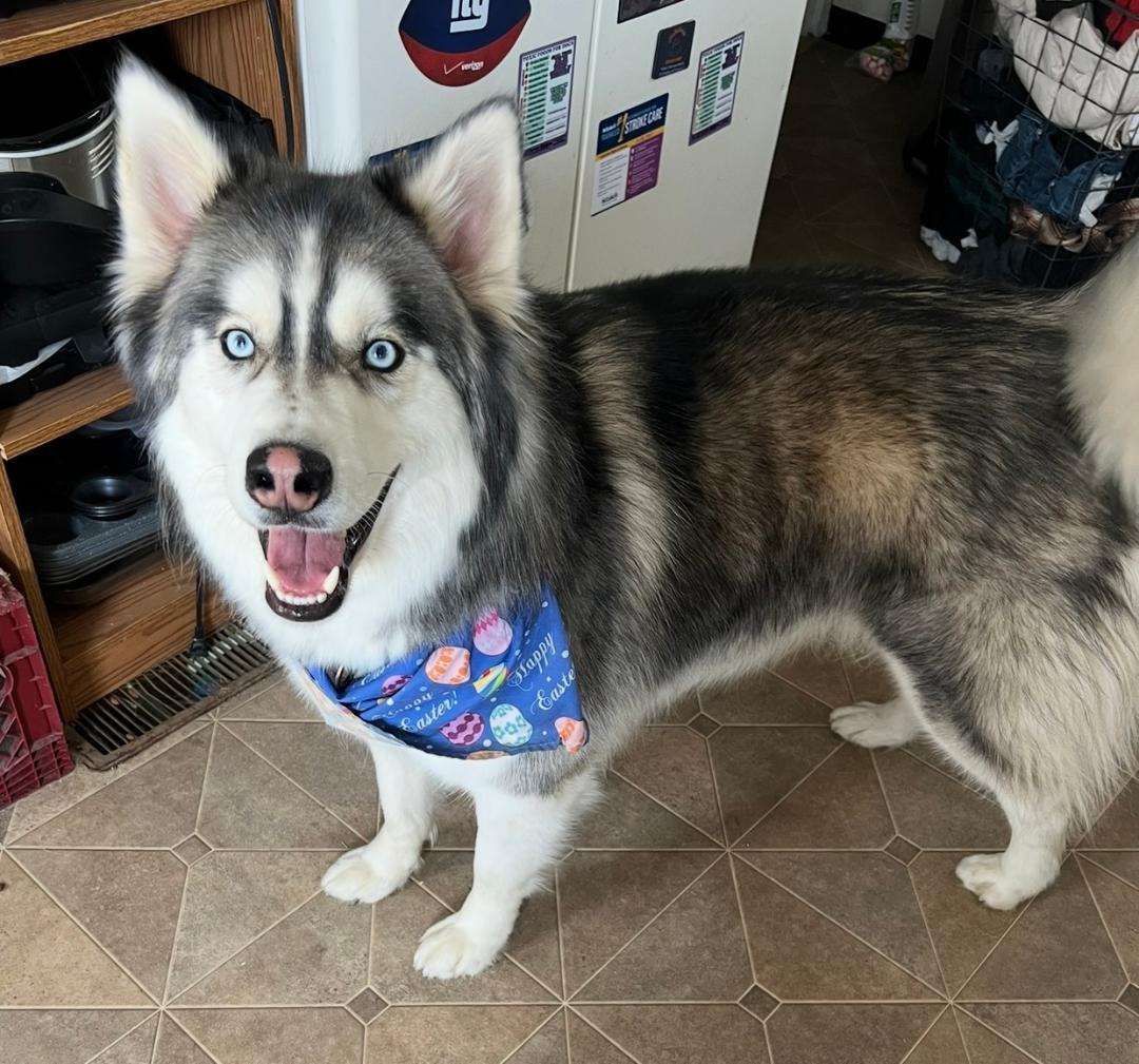 Enlarge Bandit, a Adoptable Siberian Husky in Saluda, VA image 4/5