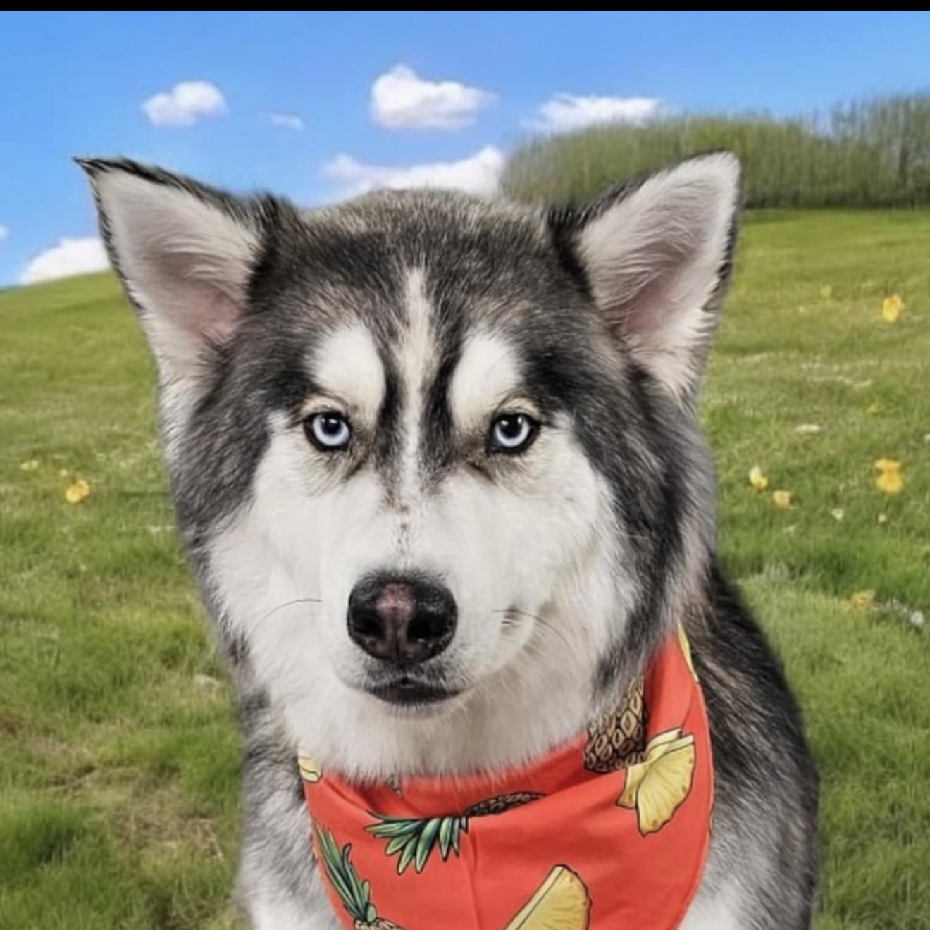 Bandit, Adoptable, Young Male Siberian Husky.