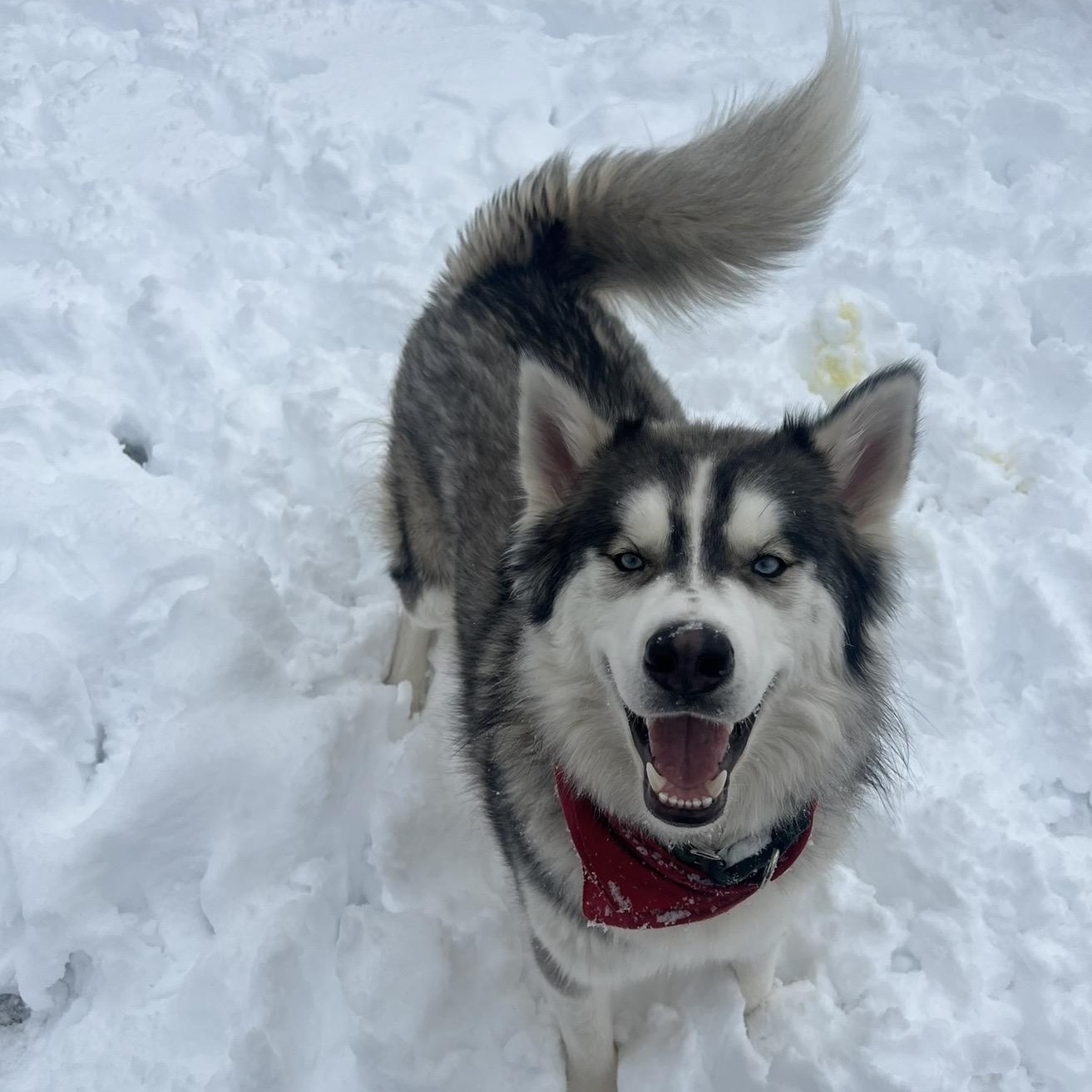 Enlarge Bandit, a Adoptable Siberian Husky in Saluda, VA image 2/5