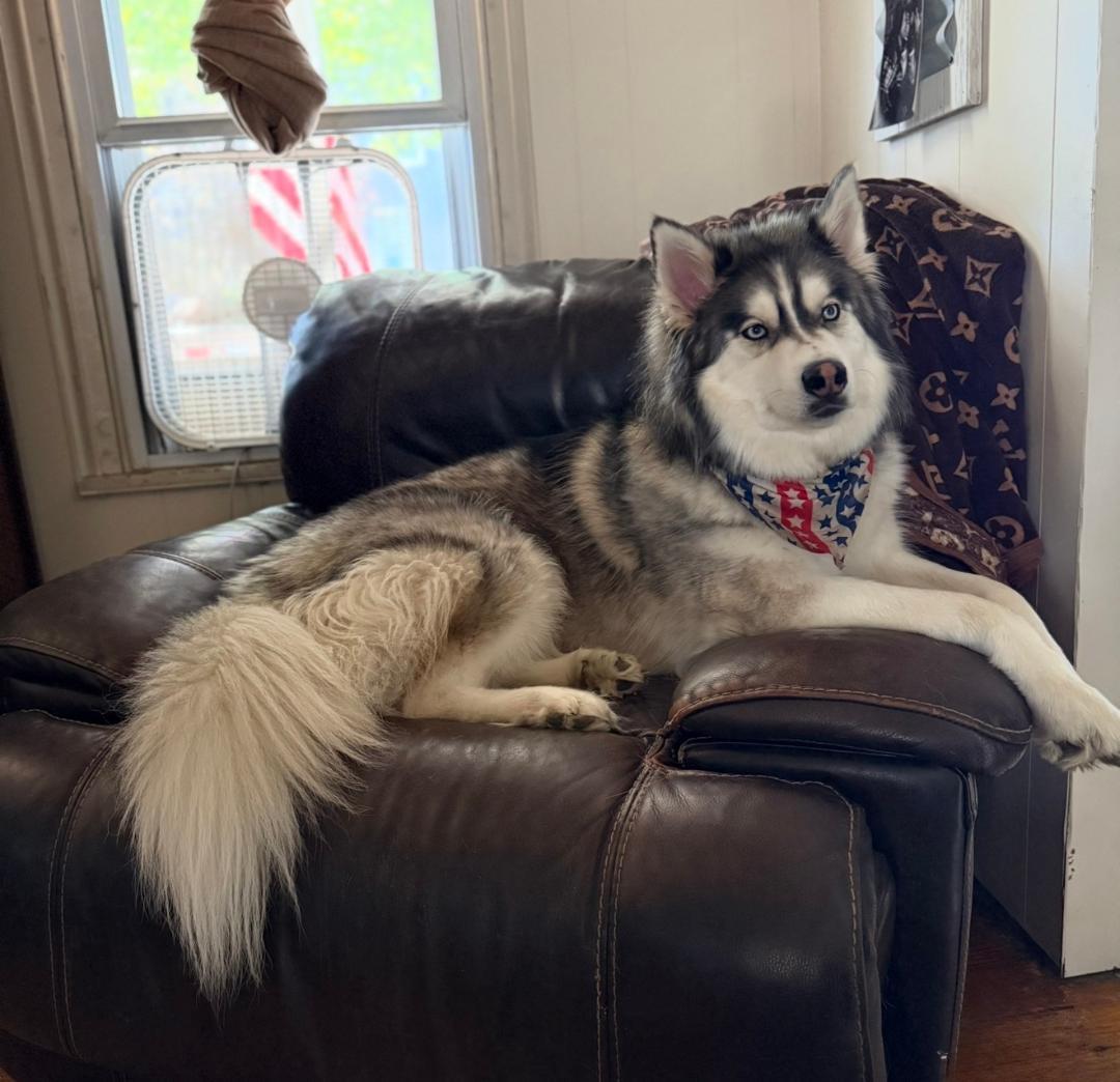 Enlarge Bandit, a Adoptable Siberian Husky in Saluda, VA image 3/5
