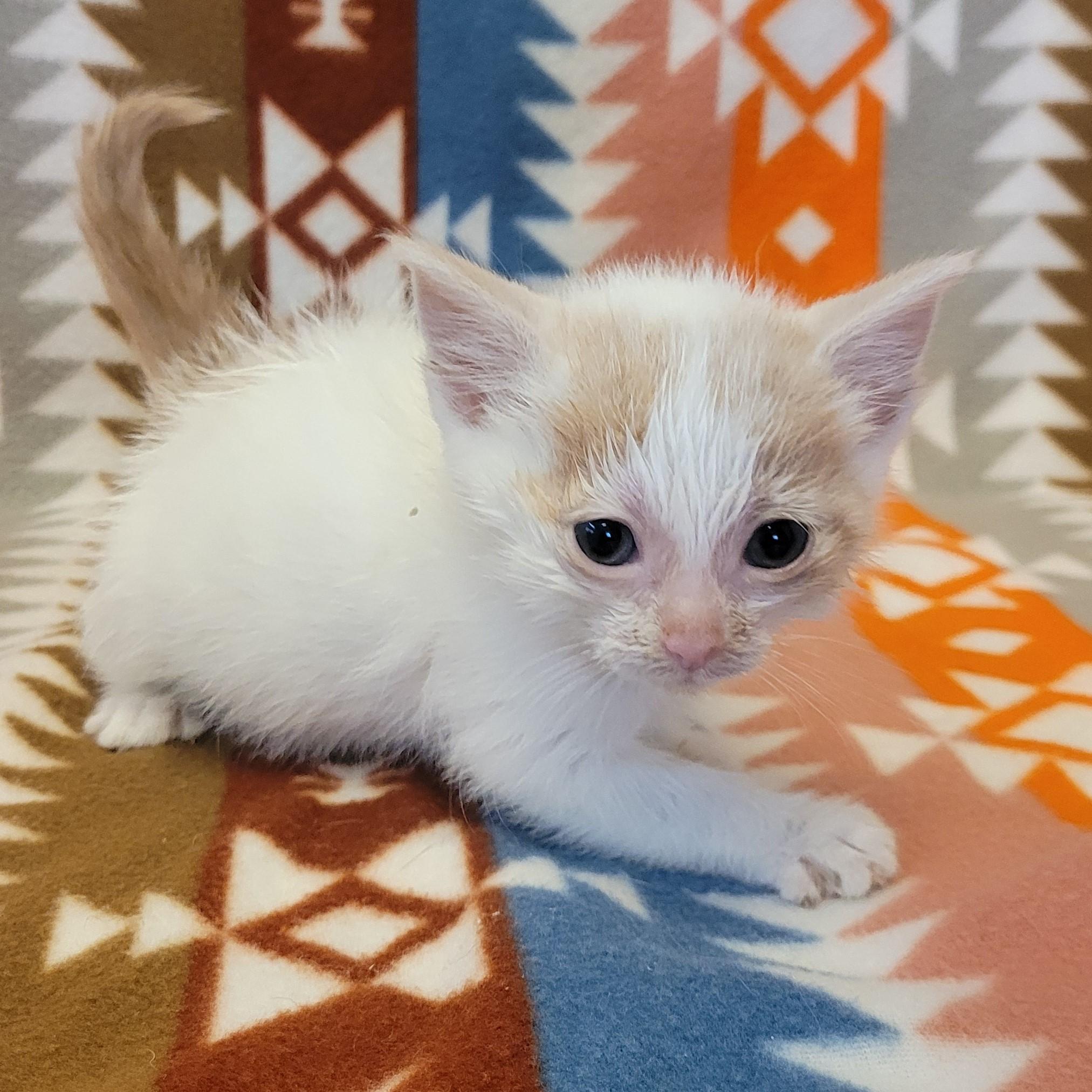 Enlarge Millicent, a ADOPTABLE mixed breed in ALPINE, TX image 4/5