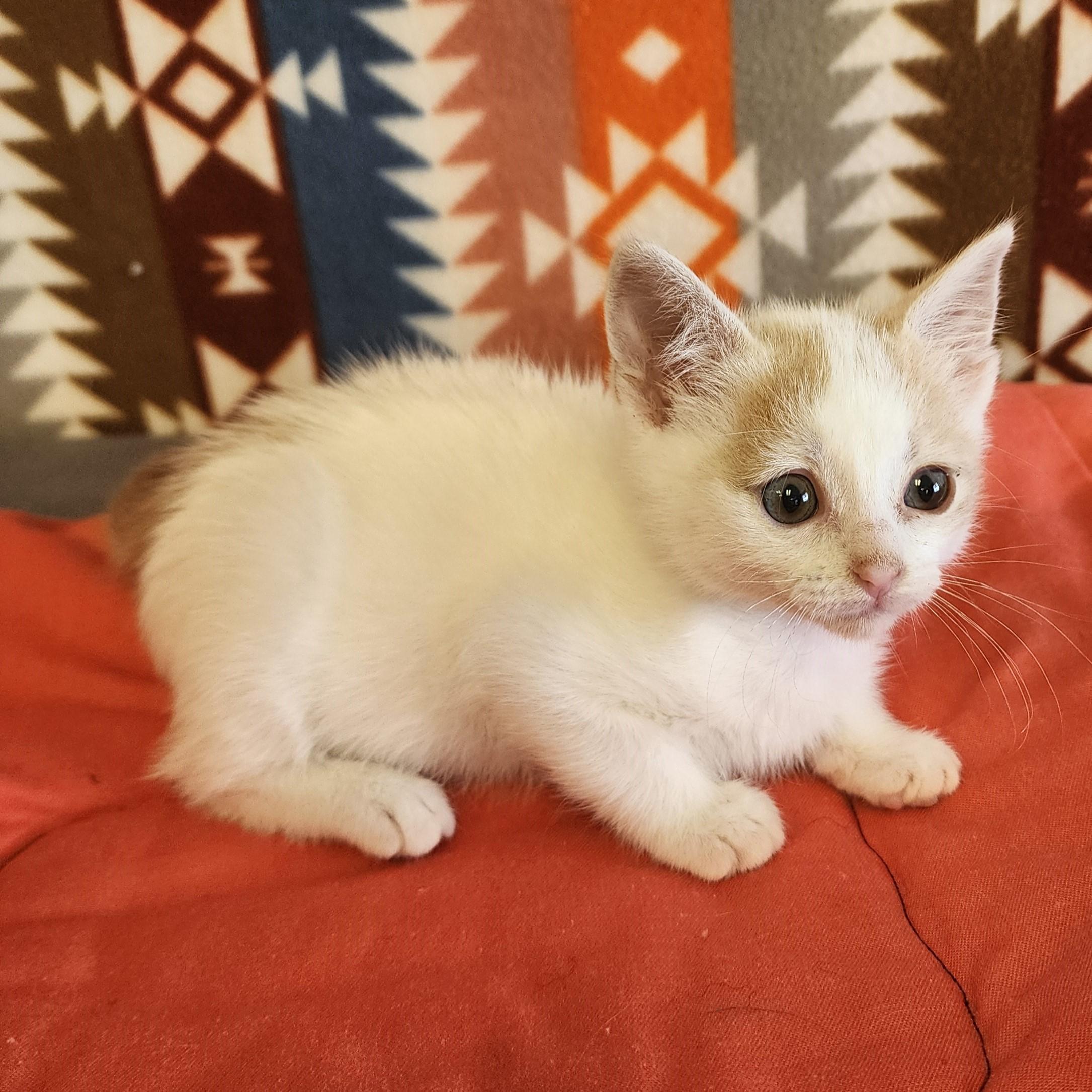 Enlarge Millicent, a ADOPTABLE mixed breed in ALPINE, TX image 3/5