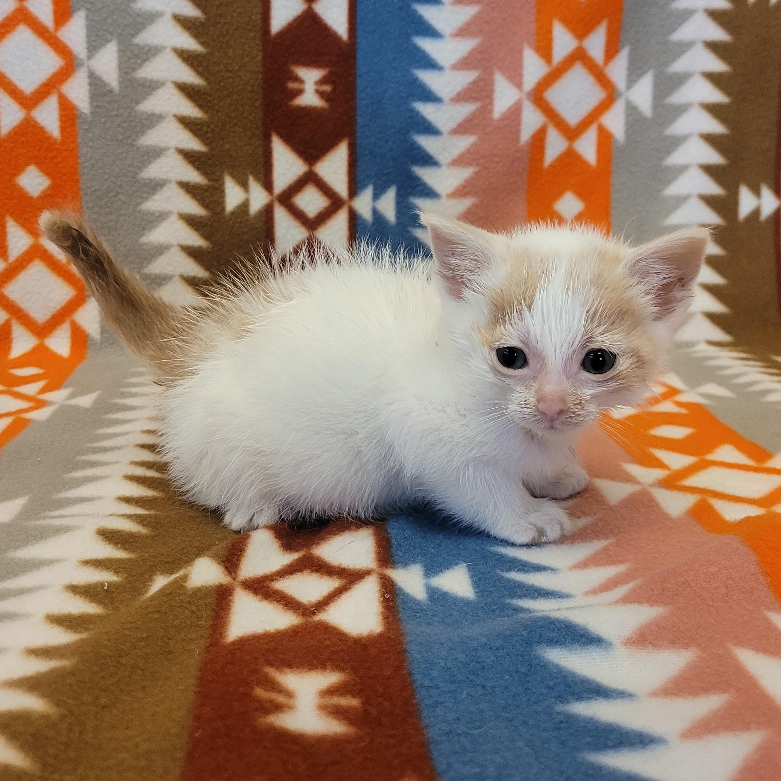 Enlarge Millicent, a ADOPTABLE mixed breed in ALPINE, TX image 5/5