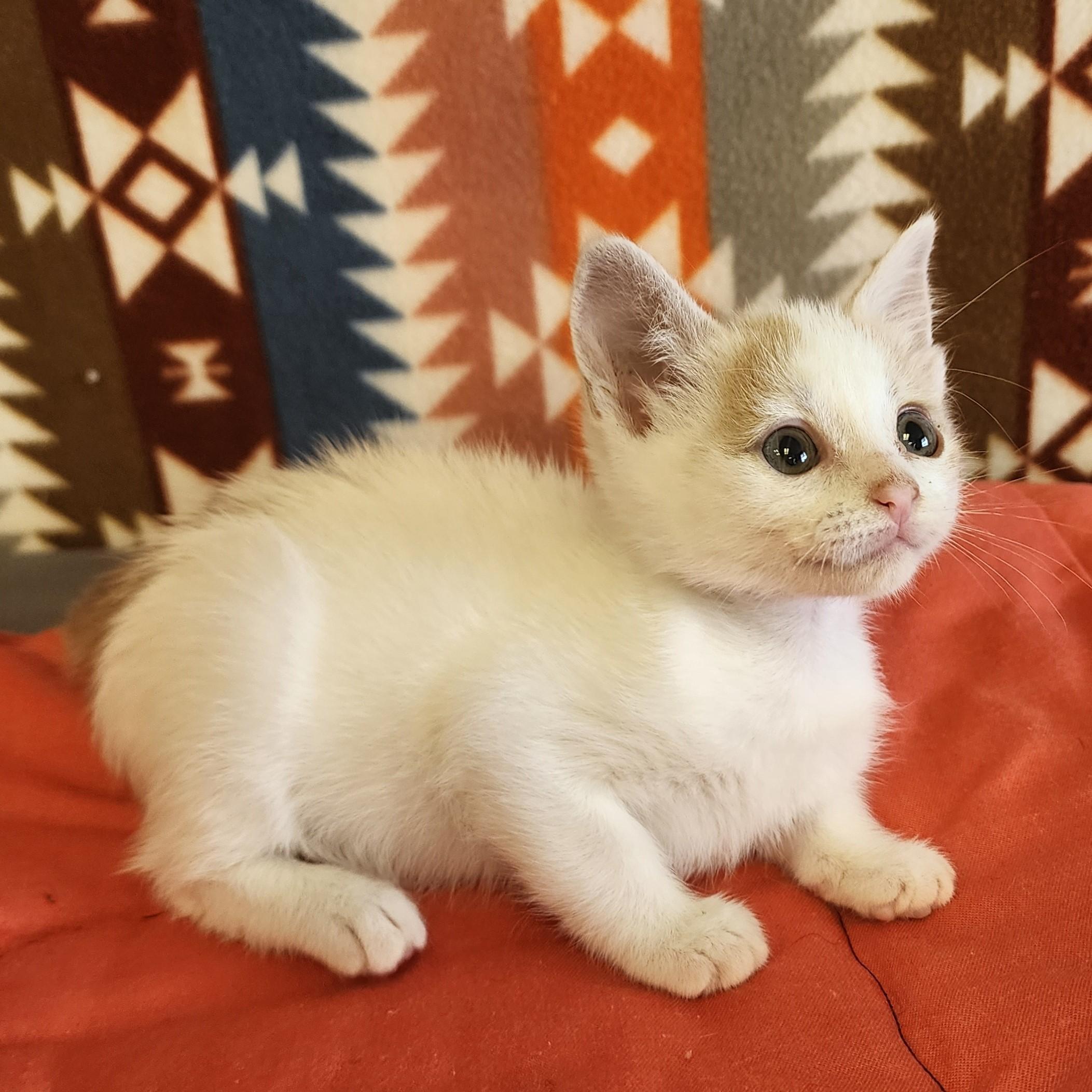 Enlarge Millicent, a ADOPTABLE mixed breed in ALPINE, TX image 2/5