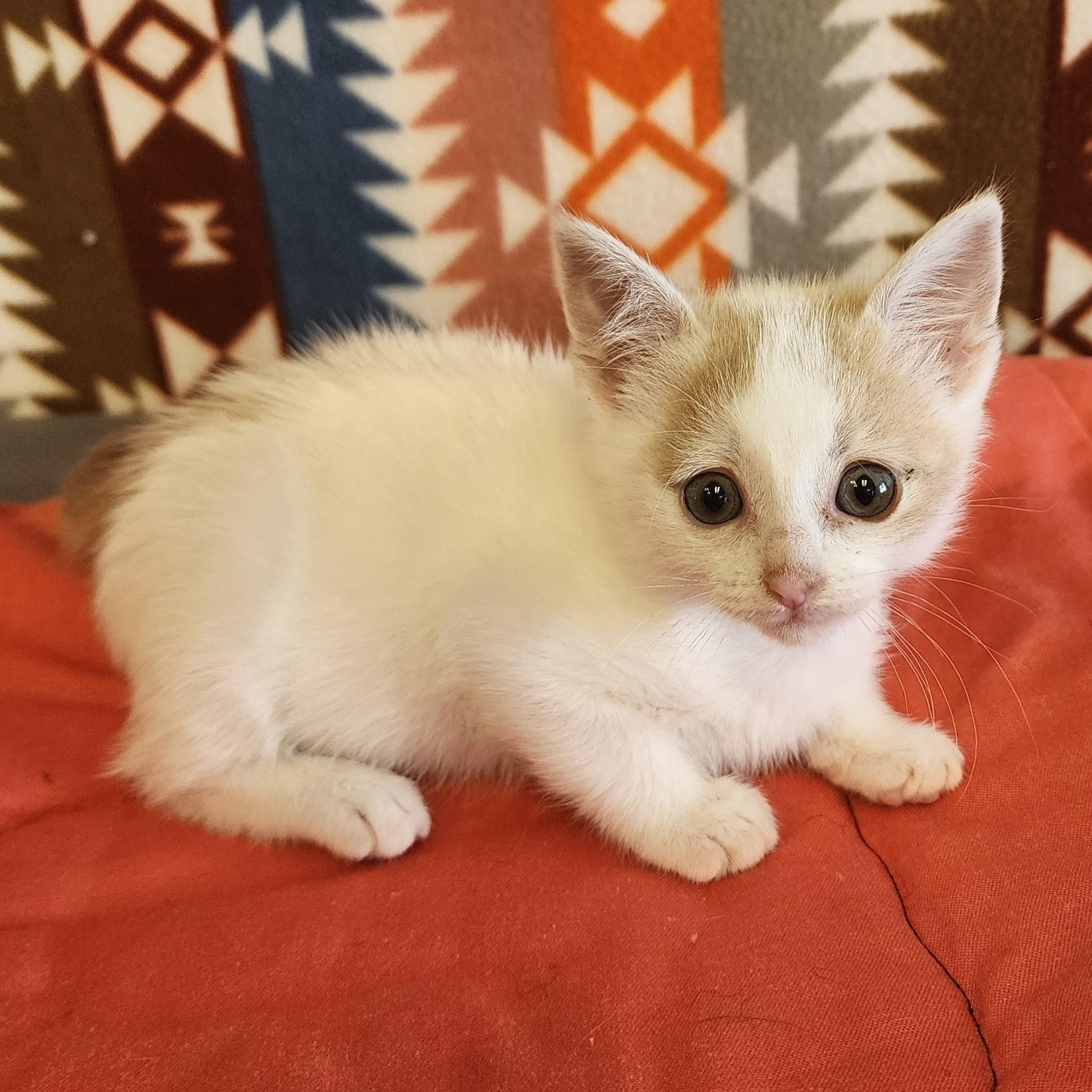Millicent, ADOPTABLE, Young Female Domestic Short Hair.