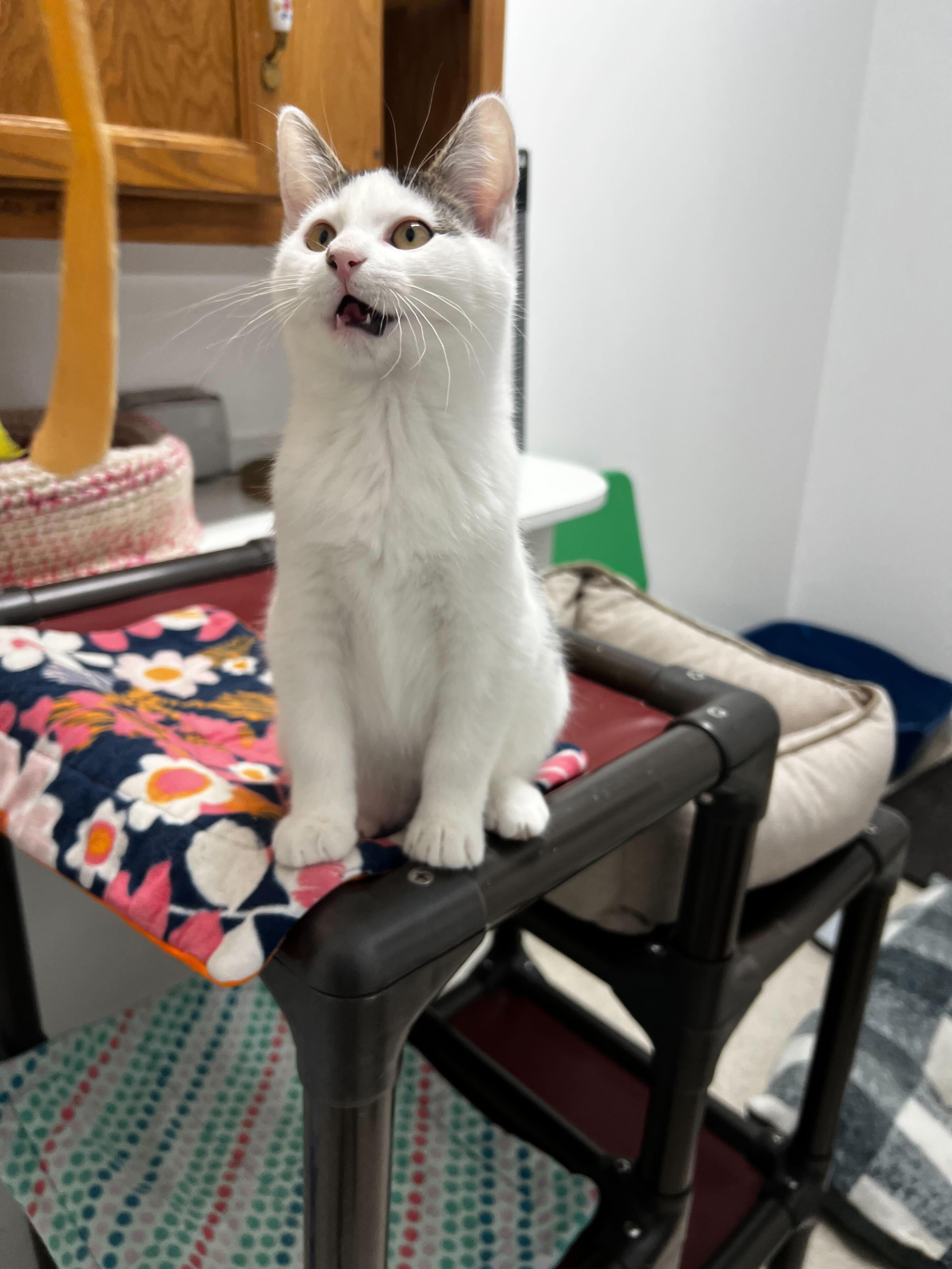 Telehandler, a Adoptable Domestic Short Hair in Belleville, MI image 1/4