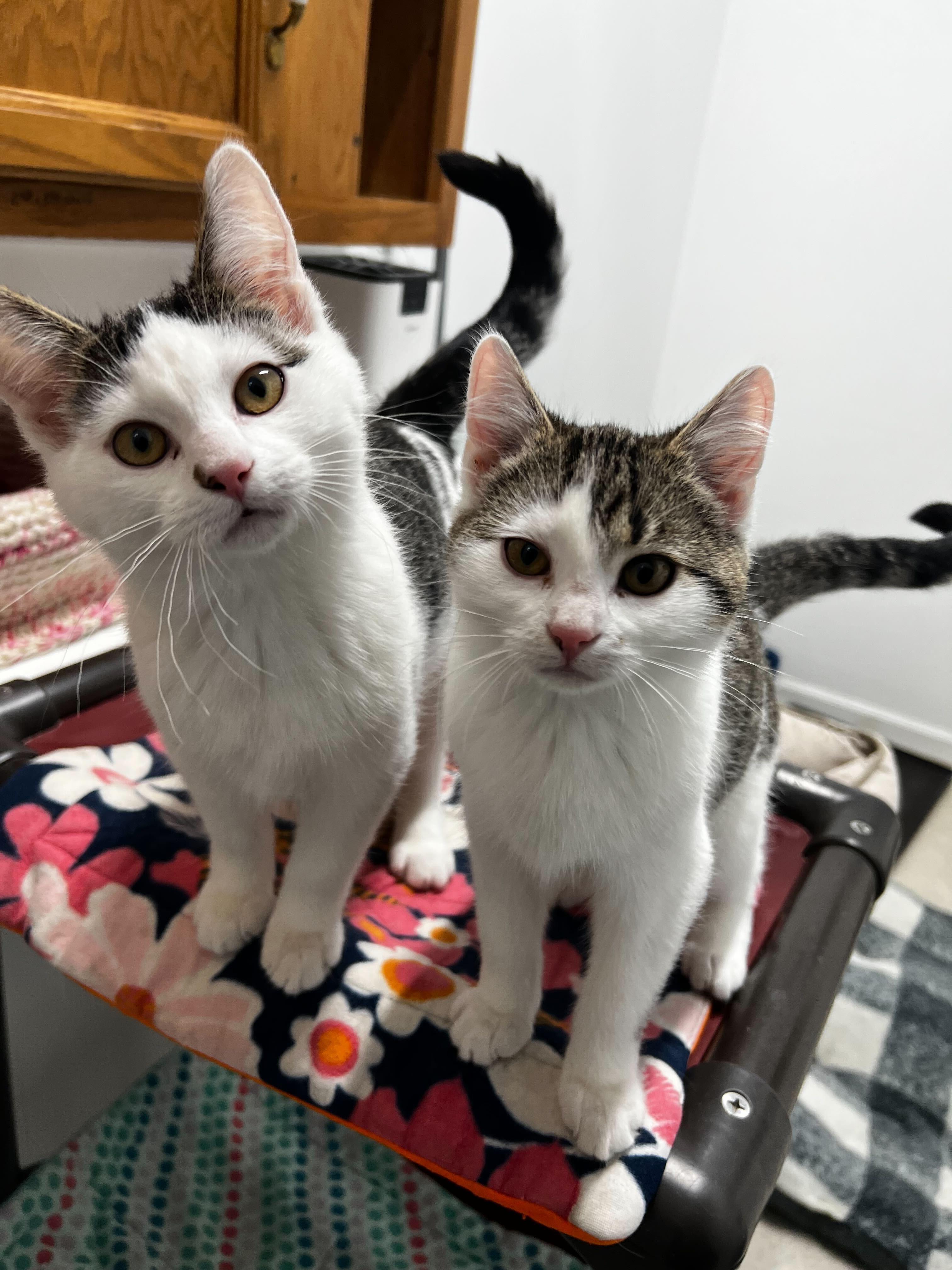 Telehandler, a Adoptable Domestic Short Hair in Belleville, MI image 2/4