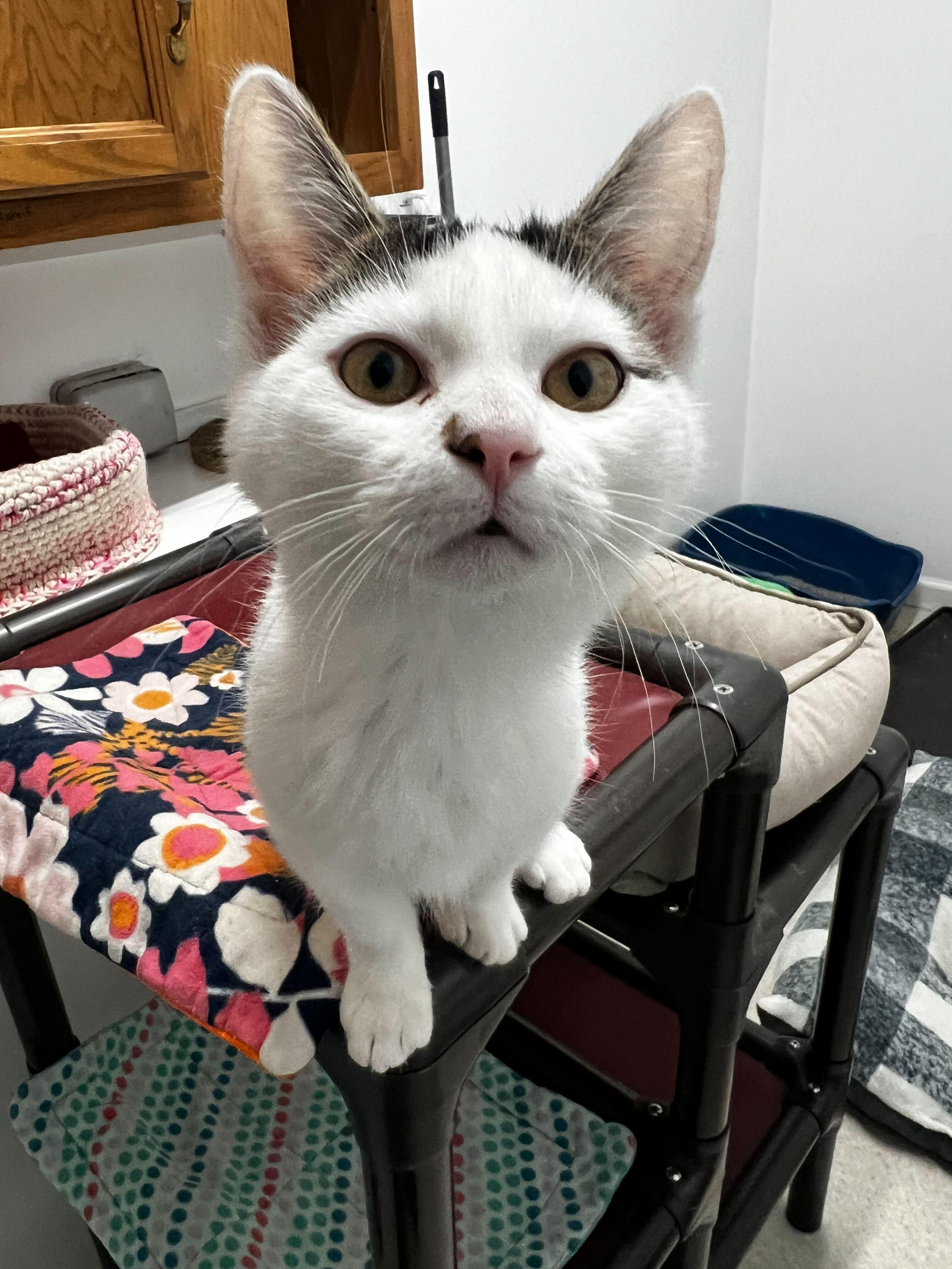 Telehandler, a Adoptable Domestic Short Hair in Belleville, MI image 4/4