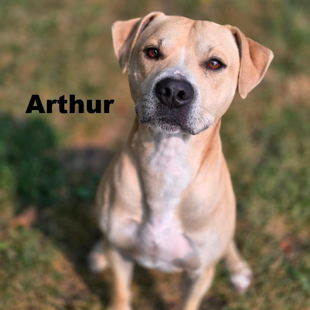 Arthur 260654, Adoptable, Adult Male Mixed Breed.