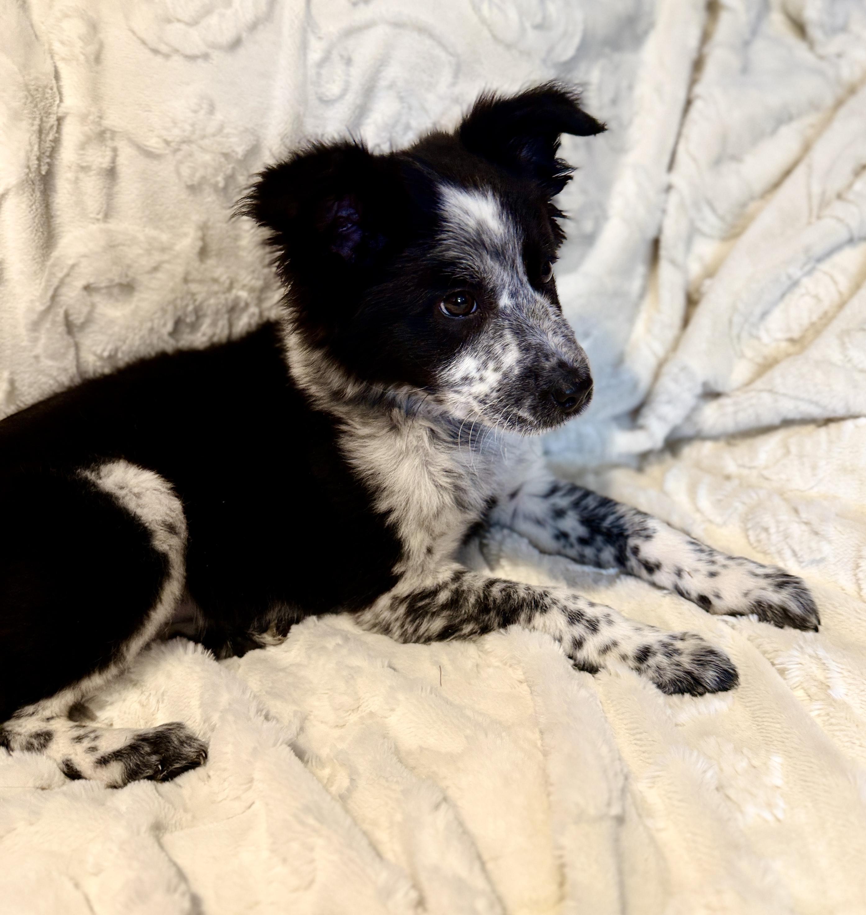 Enlarge Nyles, an adopted mixed breed in Hales corners, WI image 2/2