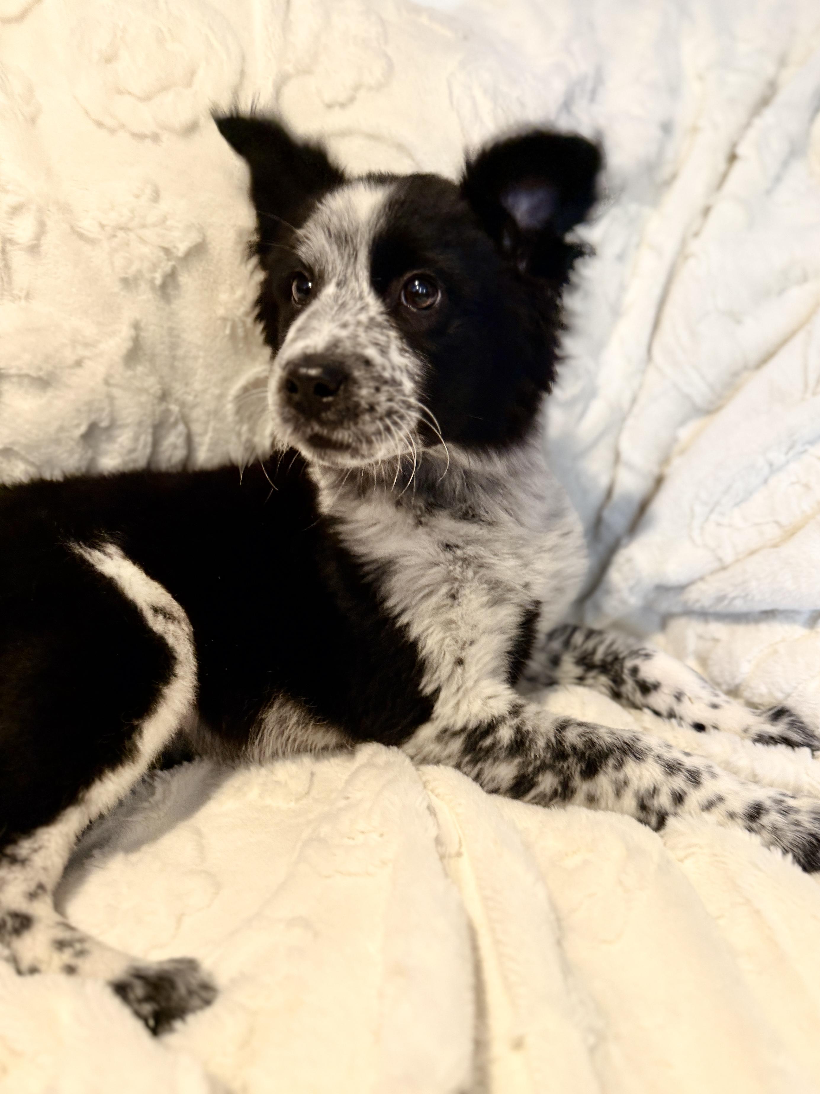 Enlarge Nyles, an adopted mixed breed in Hales corners, WI image 1/2