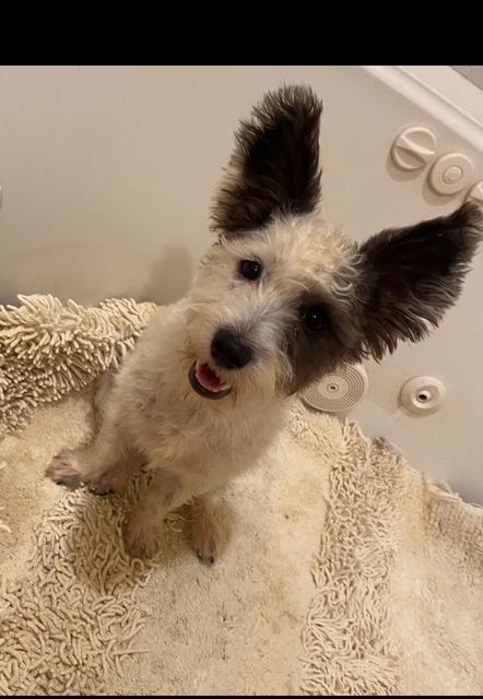 Oreo