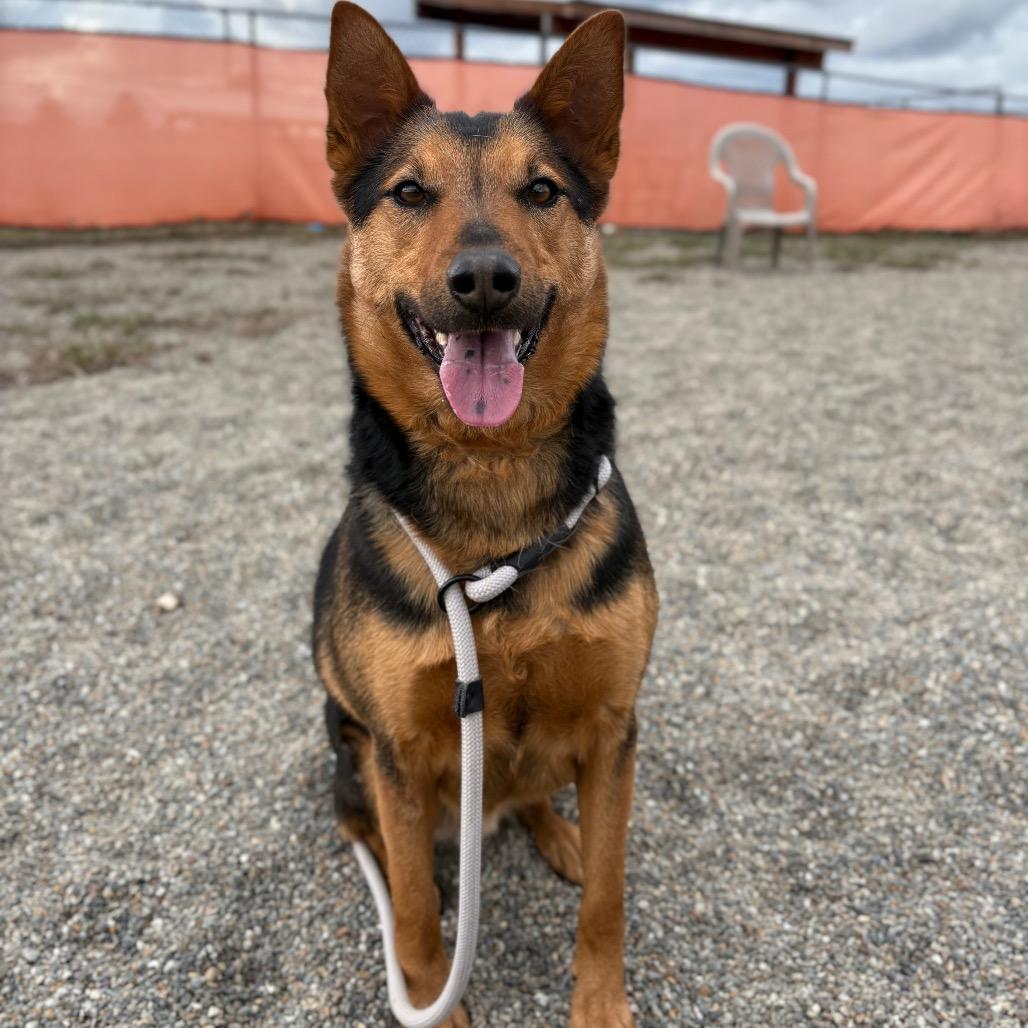 Enlarge Chip, a Adoptable Mixed Breed in Spokane, WA image 1/3