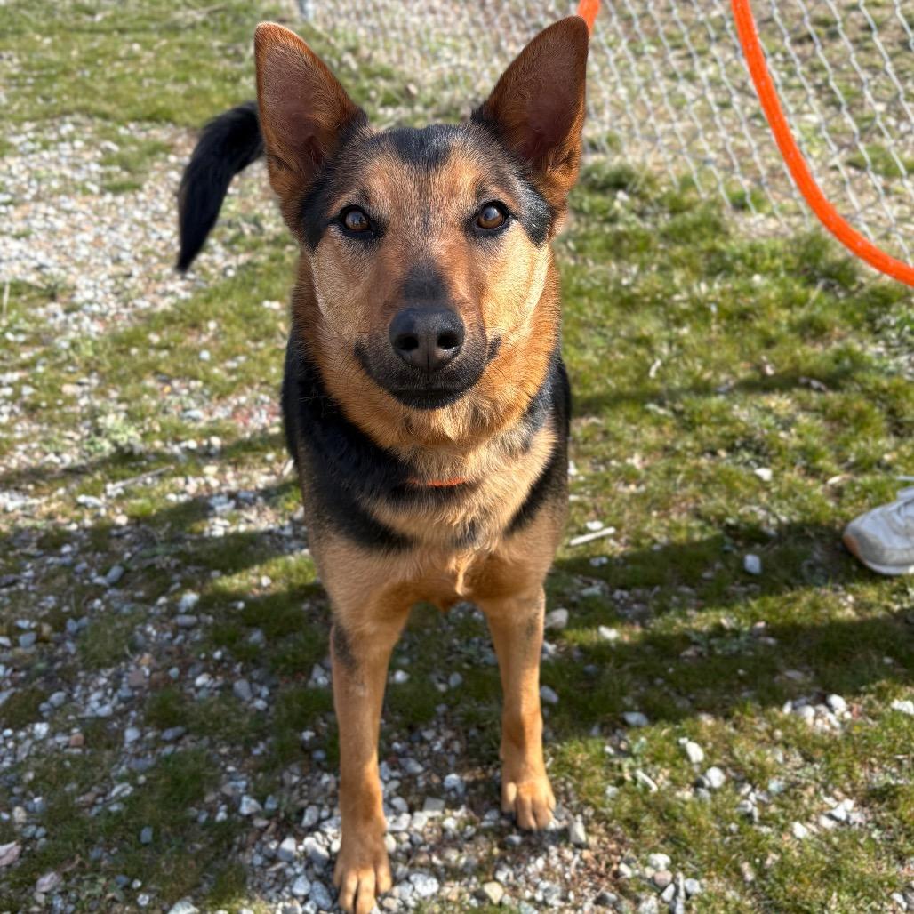 Enlarge Chip, a Adoptable Mixed Breed in Spokane, WA image 2/3