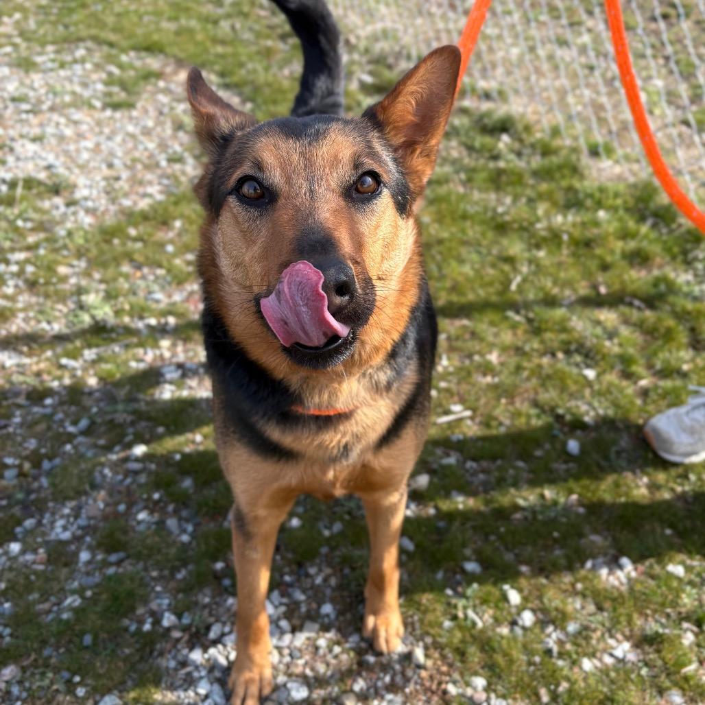 Enlarge Chip, a Adoptable Mixed Breed in Spokane, WA image 3/3