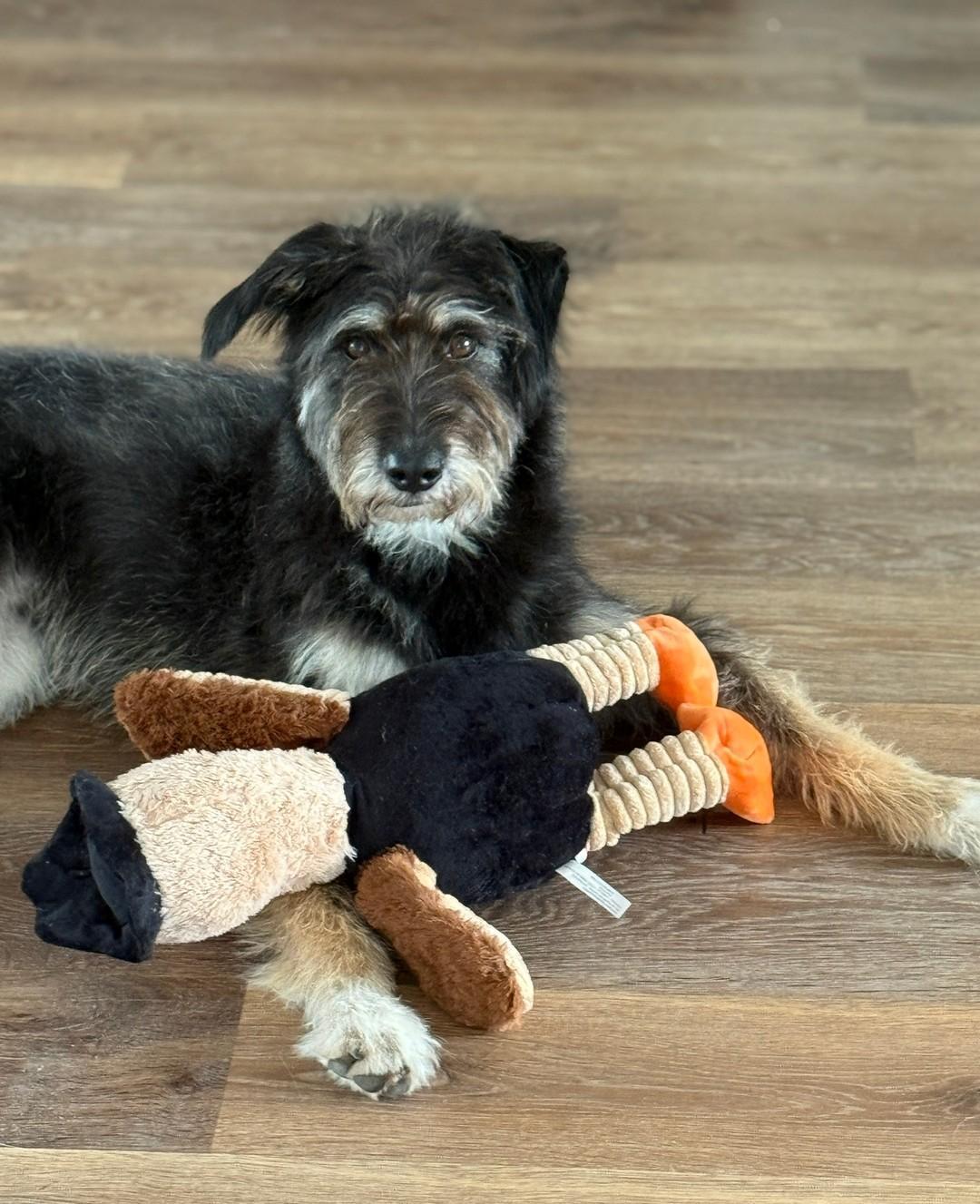 260663 Winnie, Adoptable, Adult Female Schnauzer & Terrier.