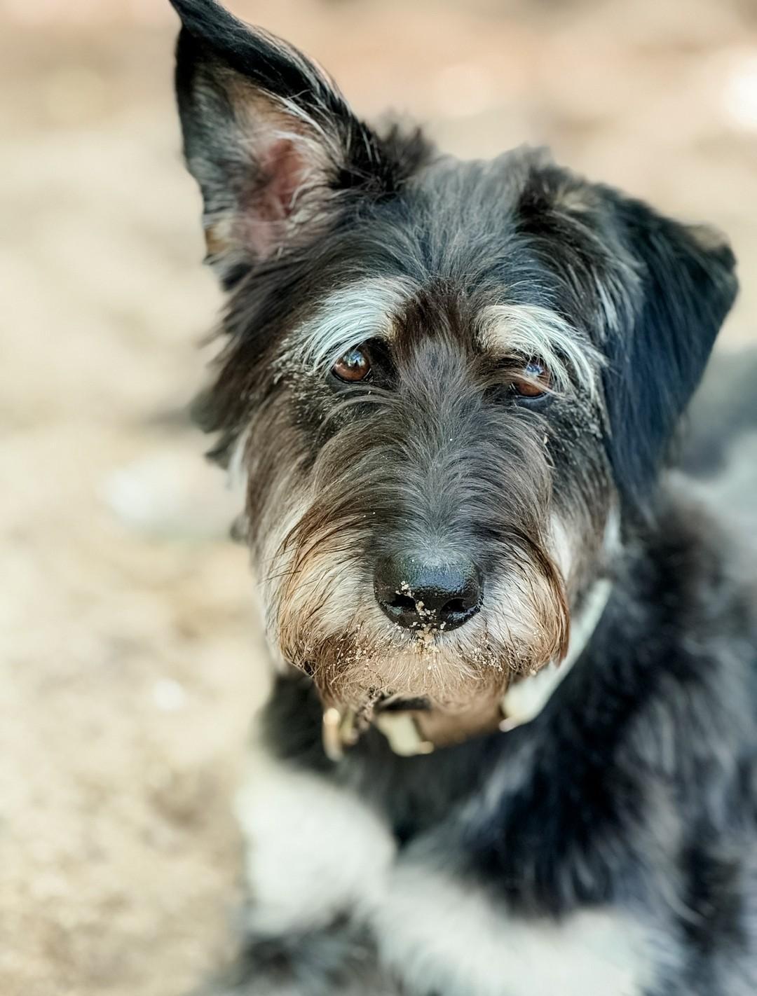 260663 Winnie, a Adoptable mixed breed in Wetumpka, AL image 2/3
