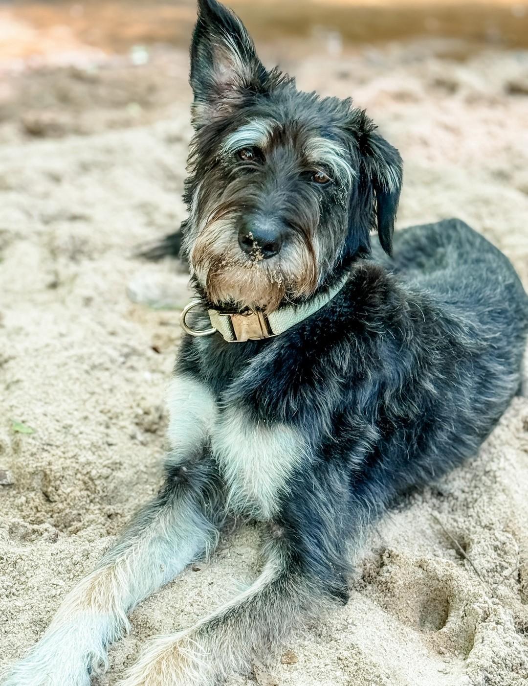 260663 Winnie, a Adoptable mixed breed in Wetumpka, AL image 3/3