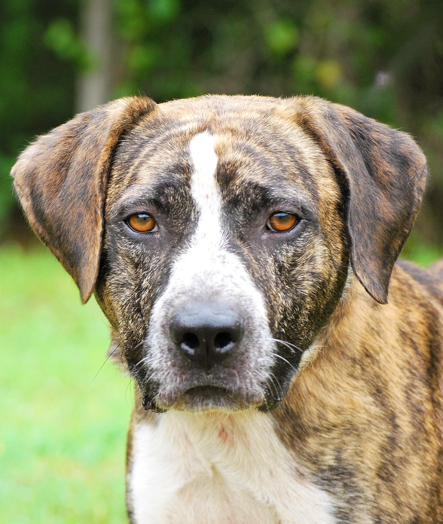 Baily, Adoptable, Adult Female Hound.