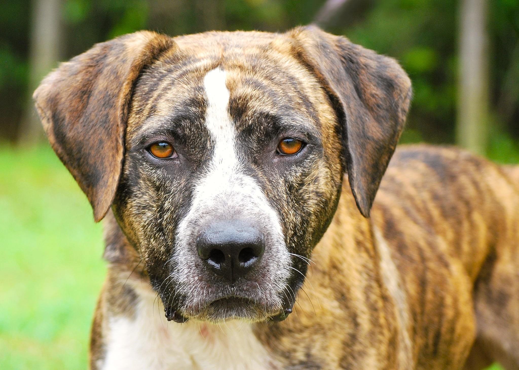 Baily, a Adoptable mixed breed in manchester, TN image 3/4