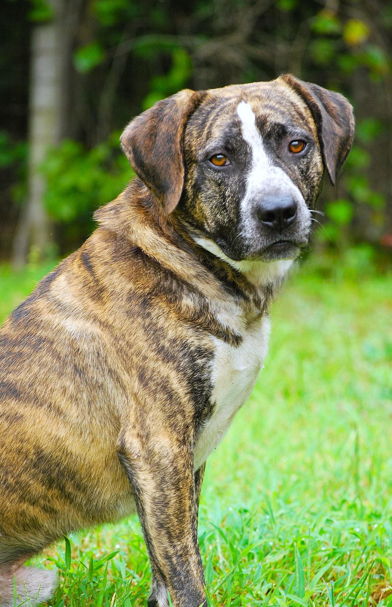 Baily, a Adoptable mixed breed in manchester, TN image 4/4