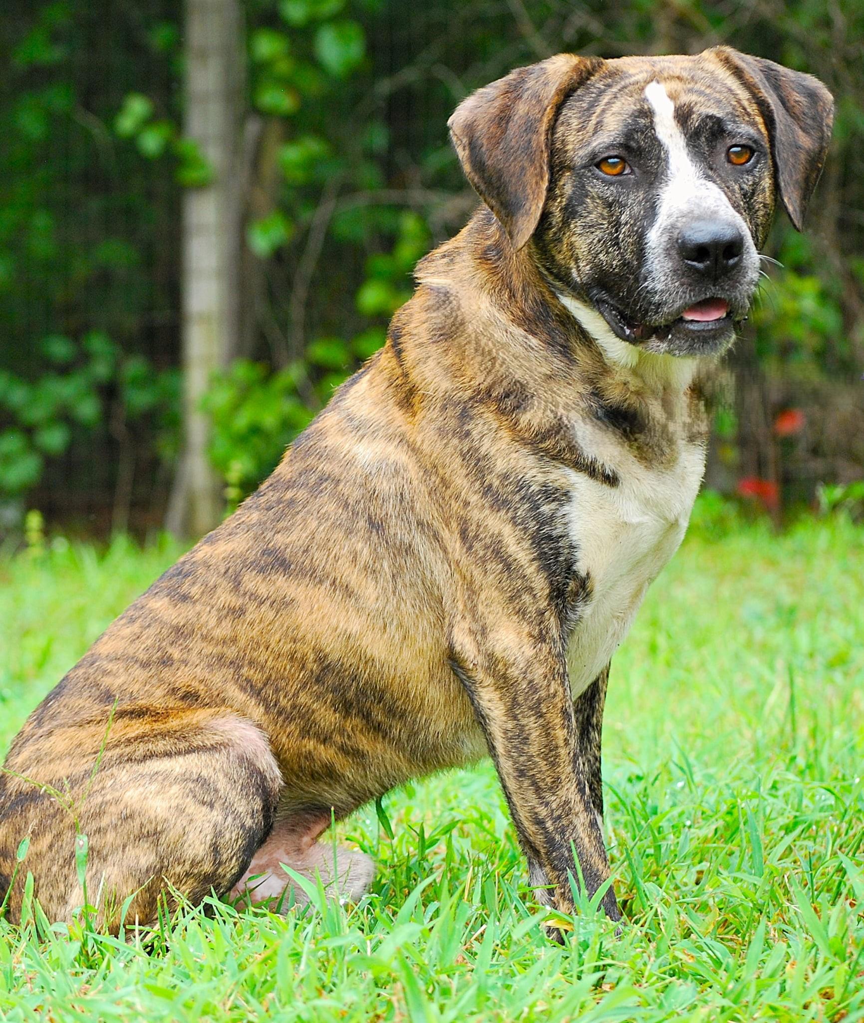 Baily, a Adoptable mixed breed in manchester, TN image 2/4